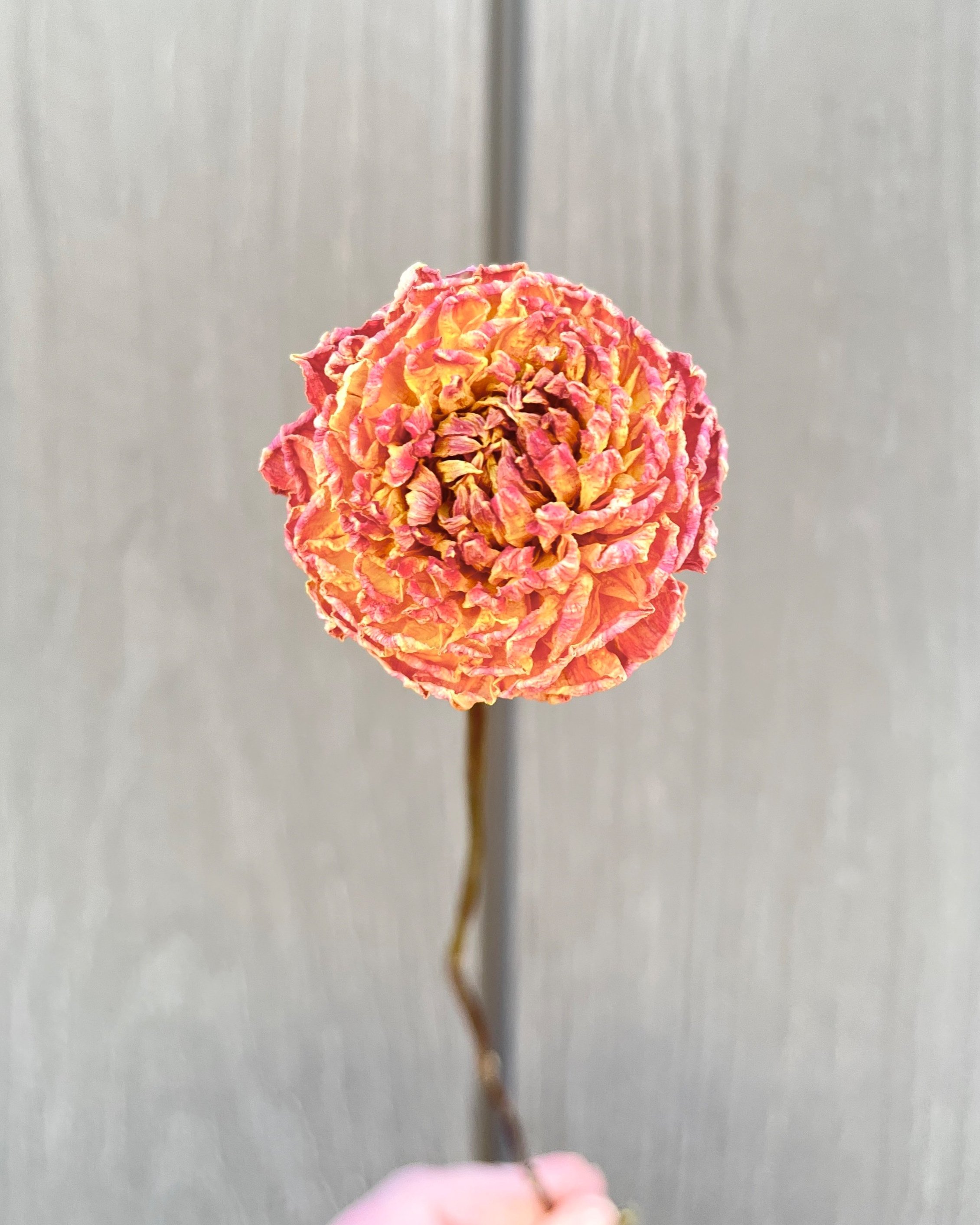 Peach Orange Dried Dahlia Flower