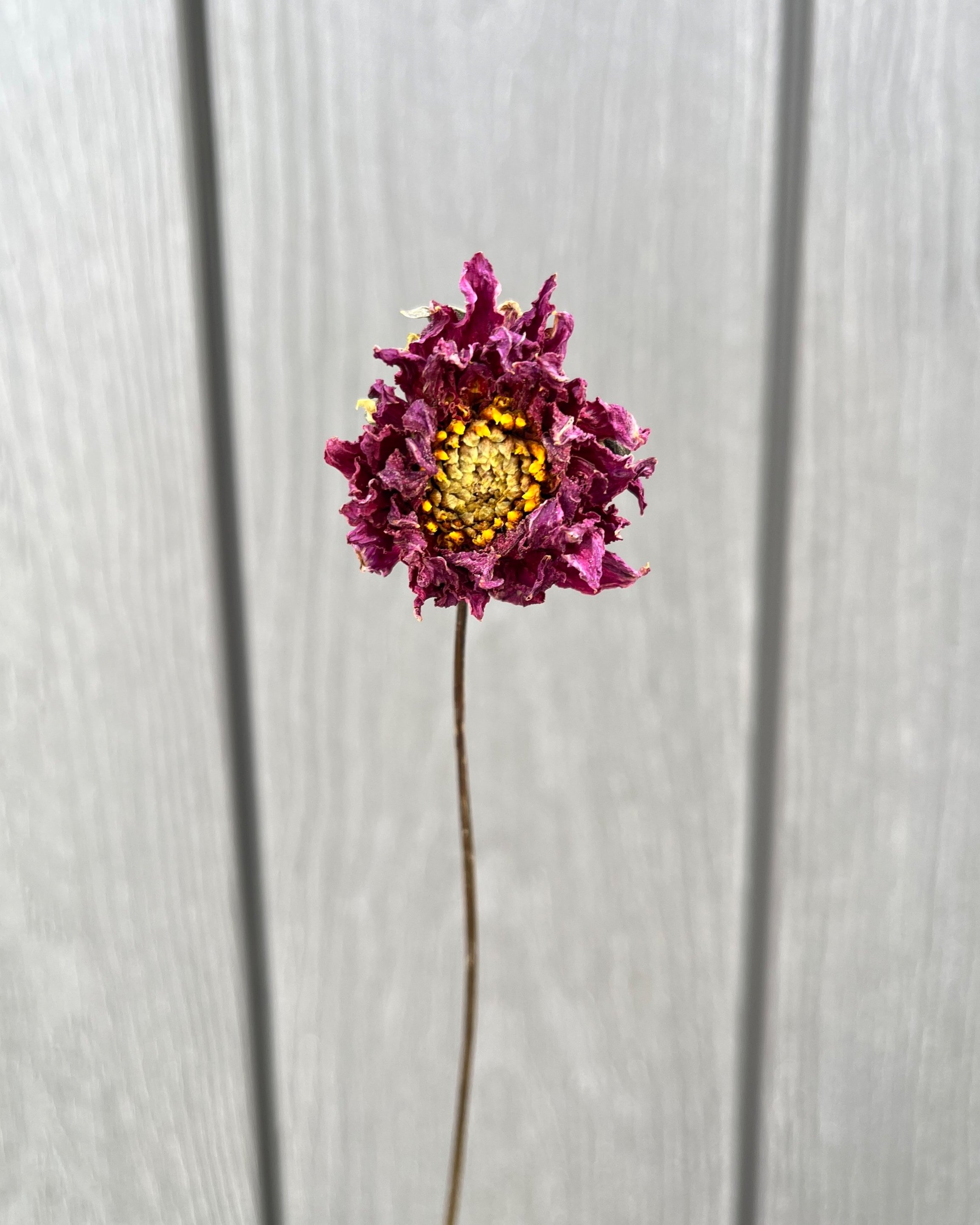 Purple Dried Dahlia Flower