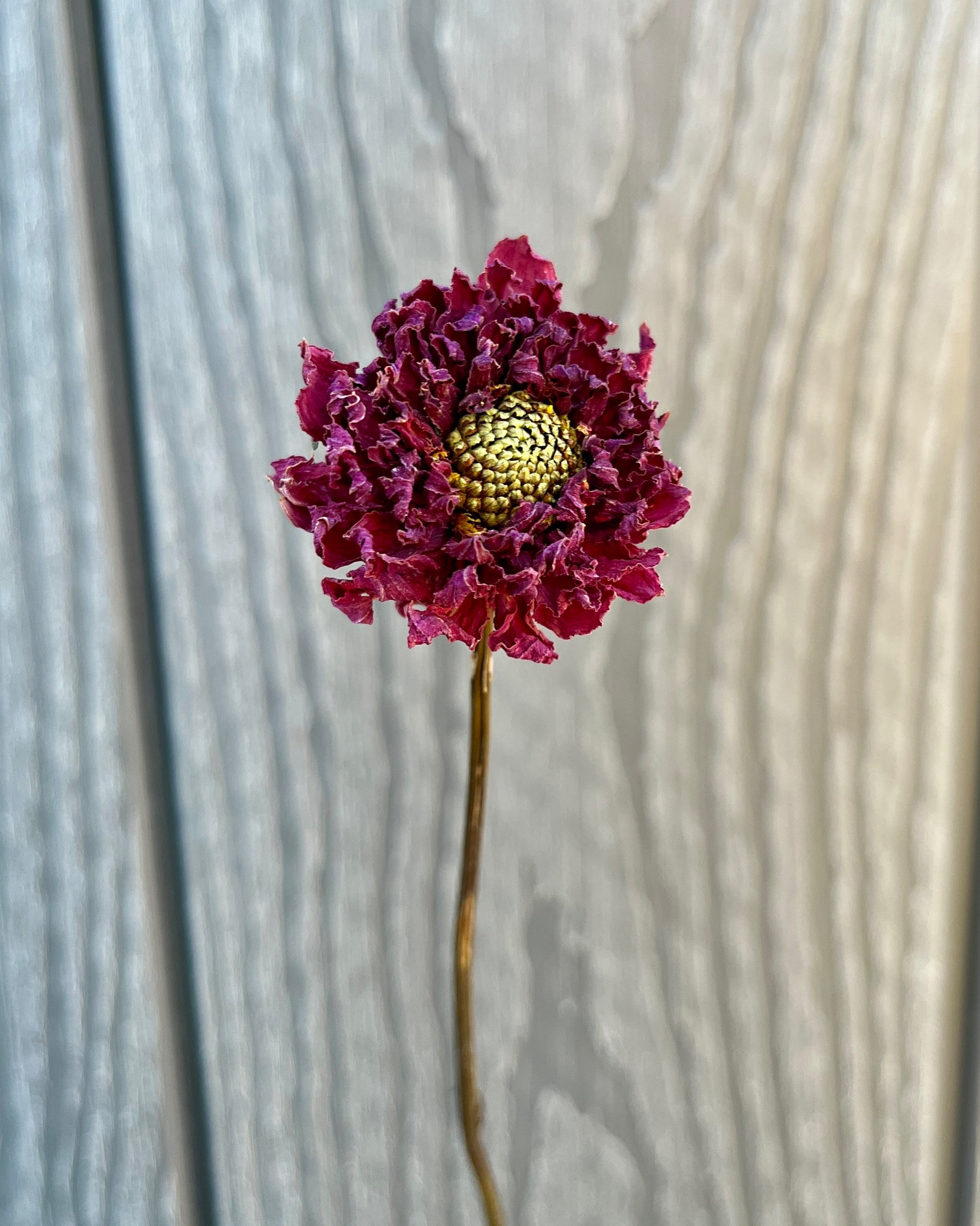Purple Dried Dahlia Flower