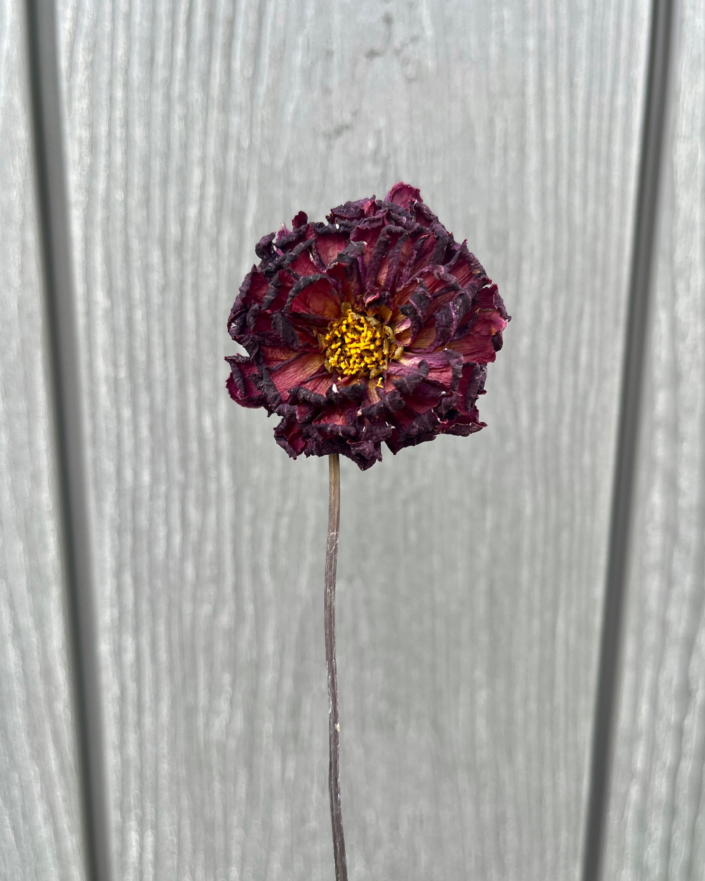 Dark Red Purple Dried Dahlia Flower