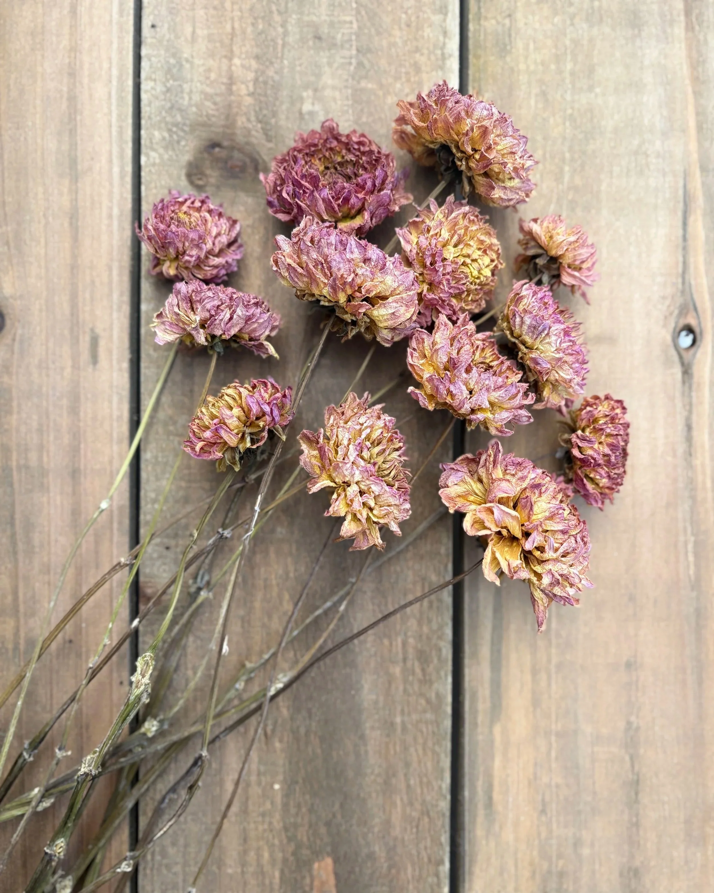 Mauve Yellow Dried Dahlia Flowers