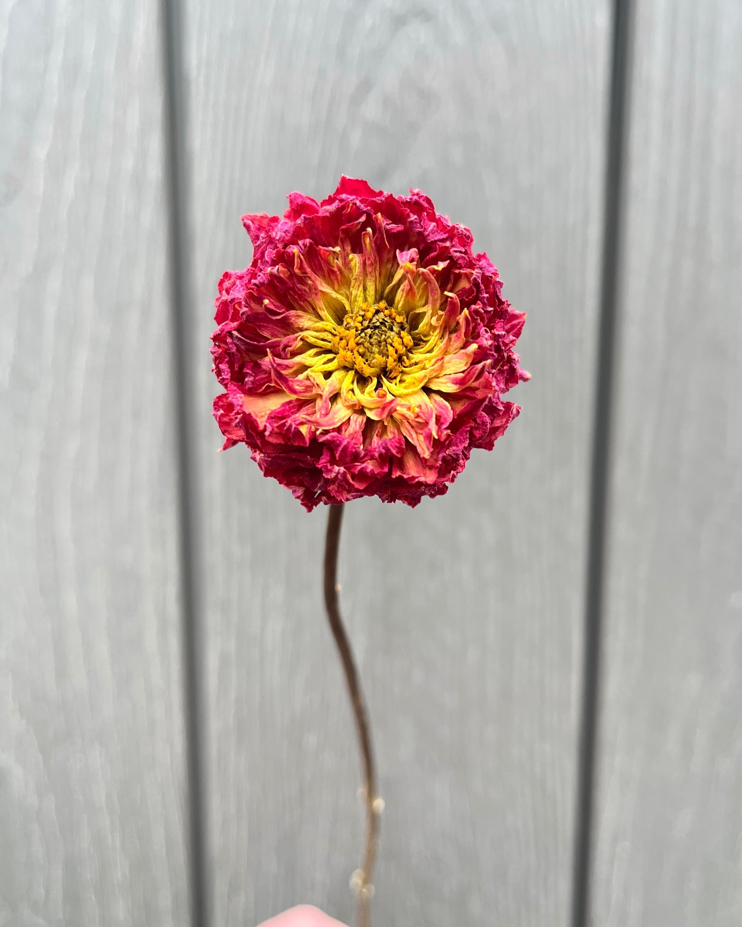 Pink Purple Magenta Fuchsia Dried Dahlia Flower