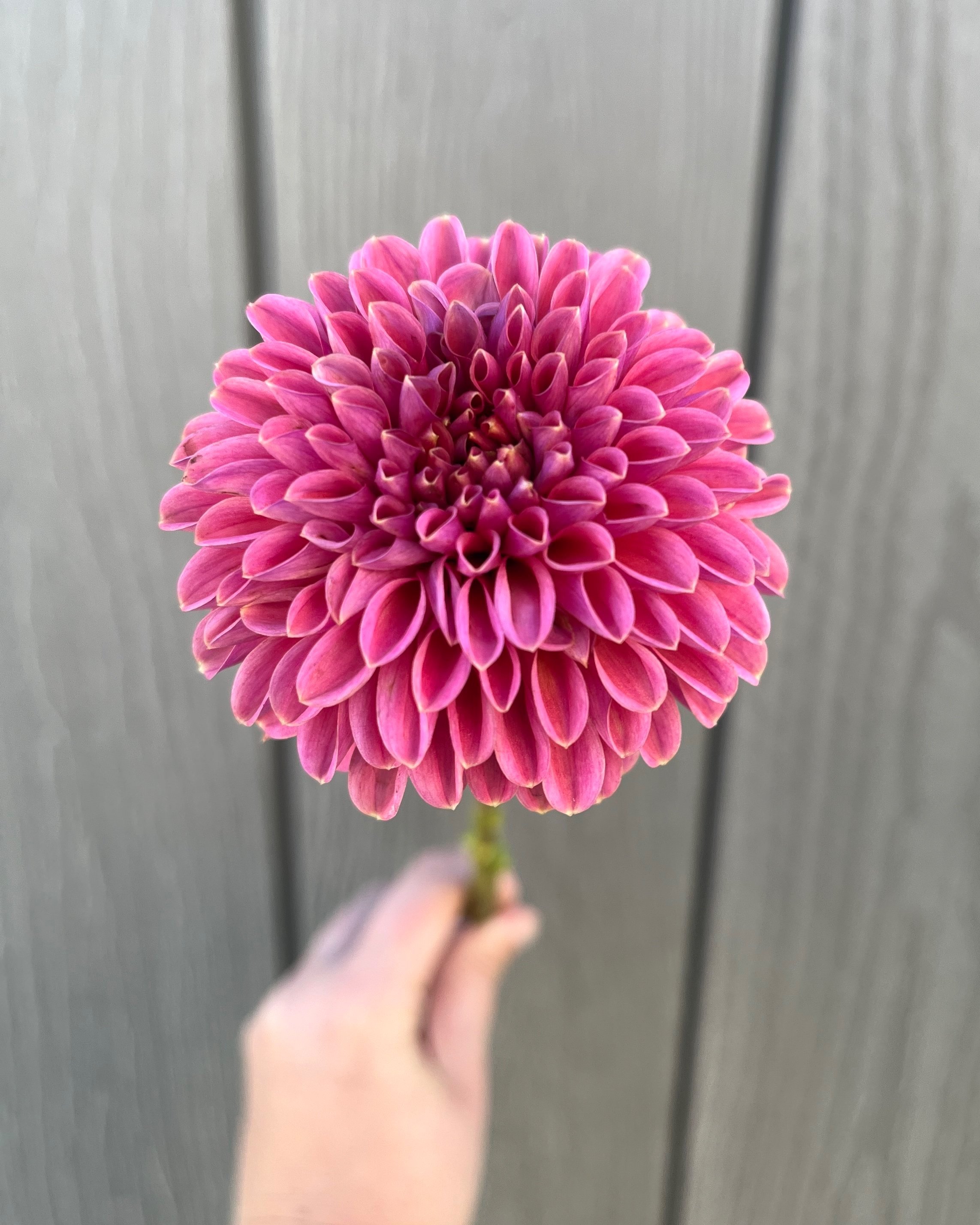 Narrows Erica Dahlia: a pink, coral formal decorative dahlia flower
