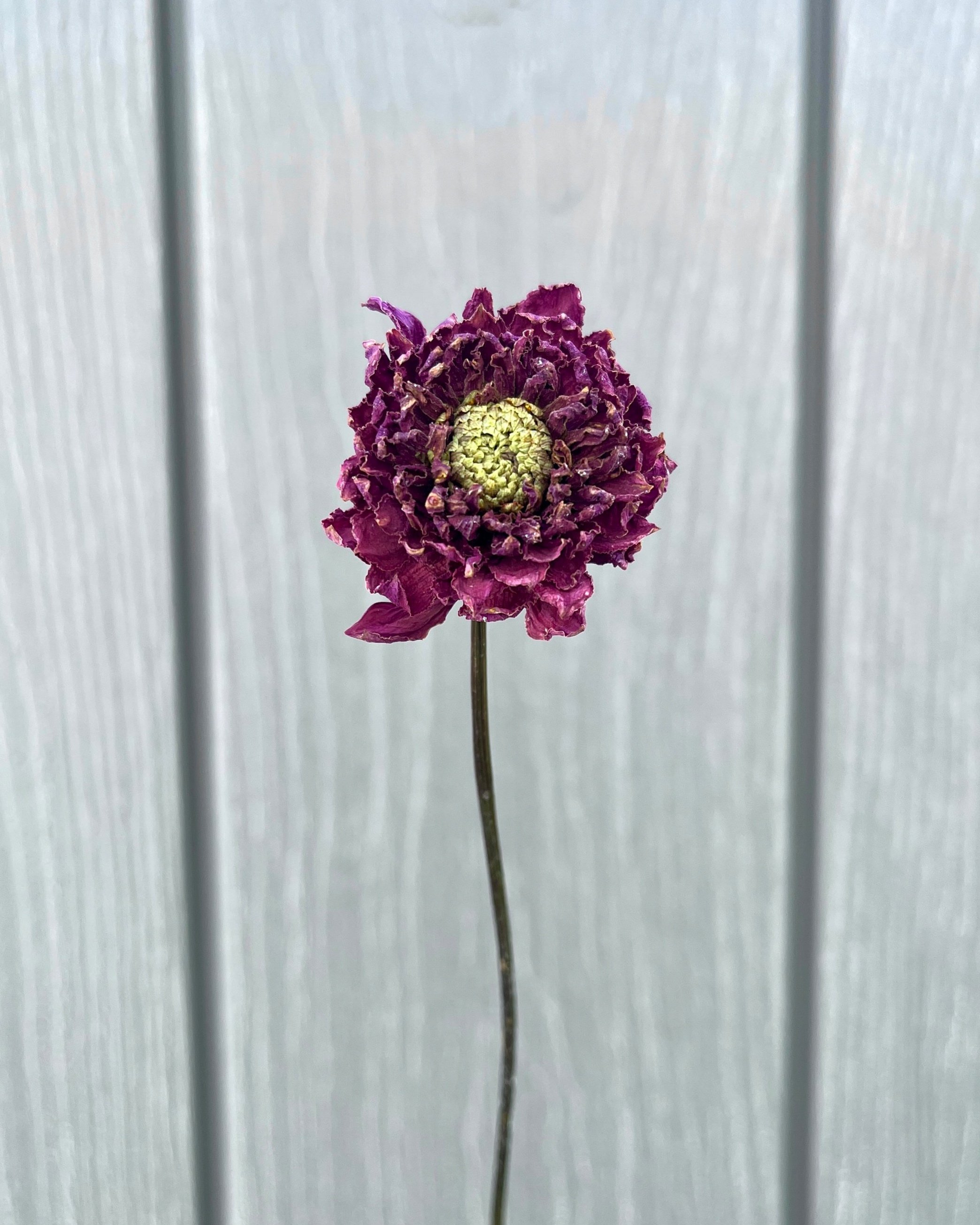 Purple Dried Dahlia Flower