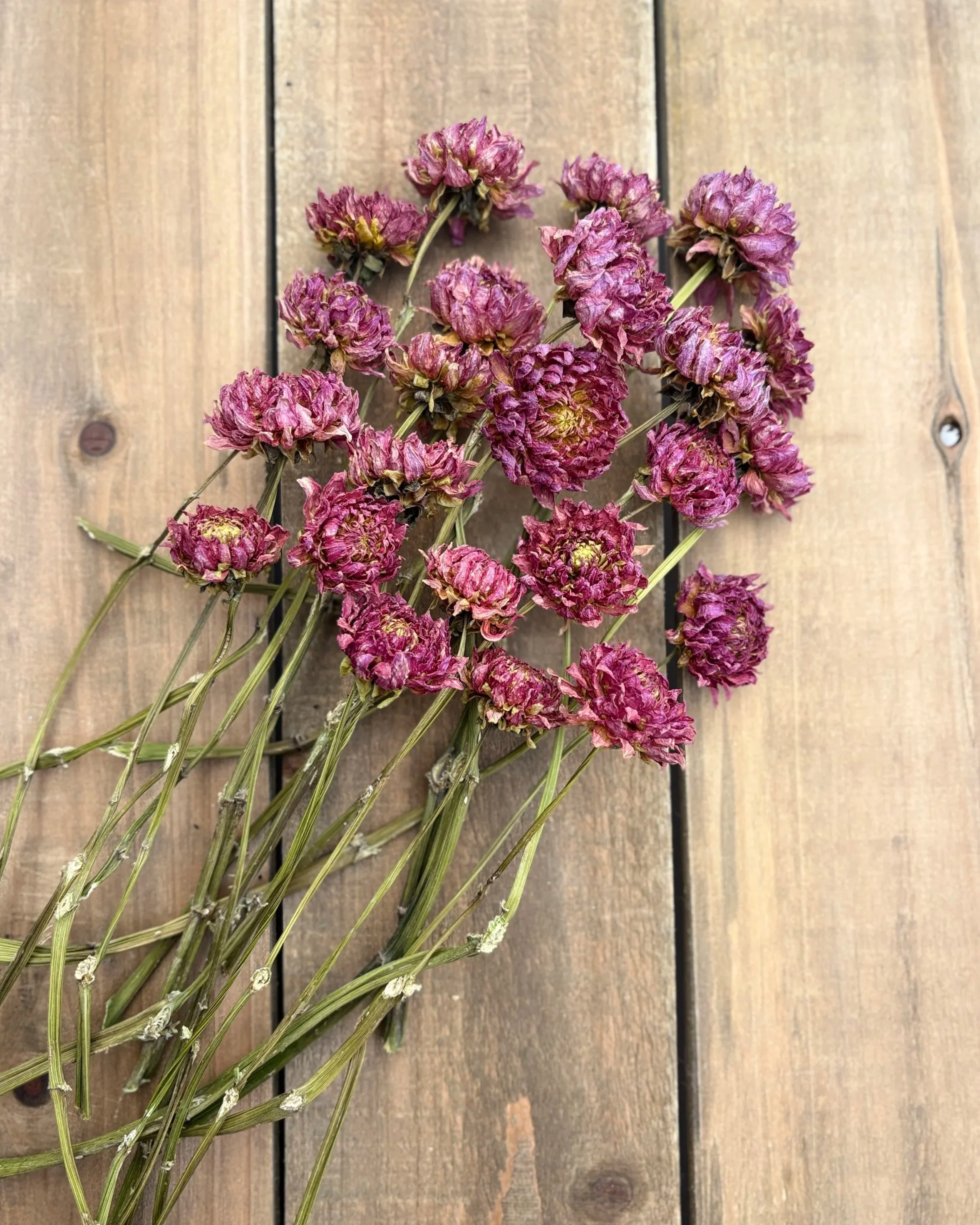 Purple Pink Dried Dahlia Flowers