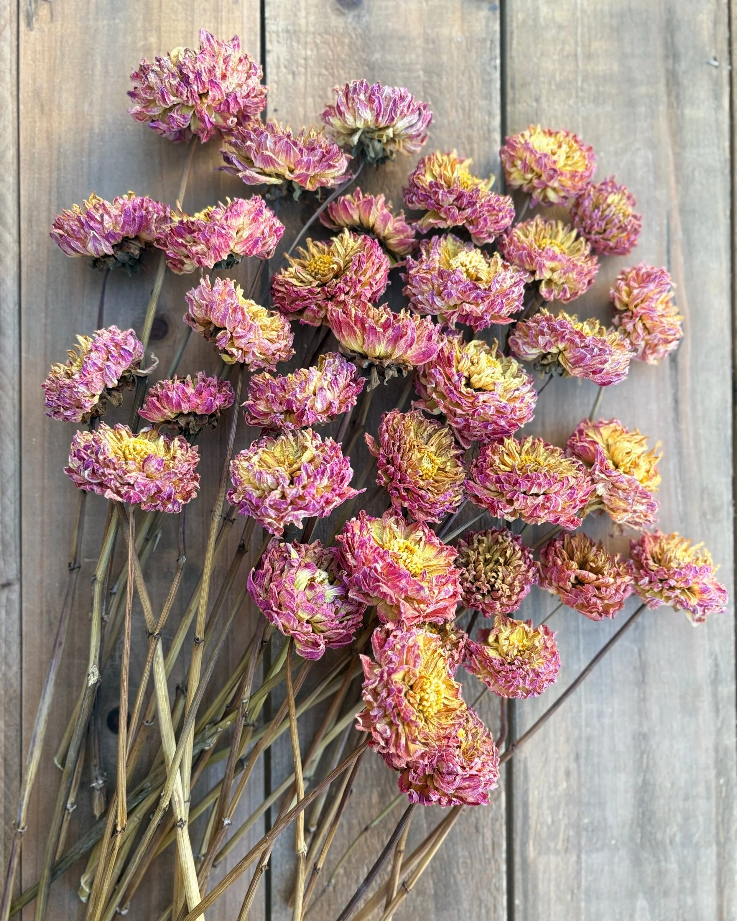 Pink Yellow Dried Dahlia Flowers