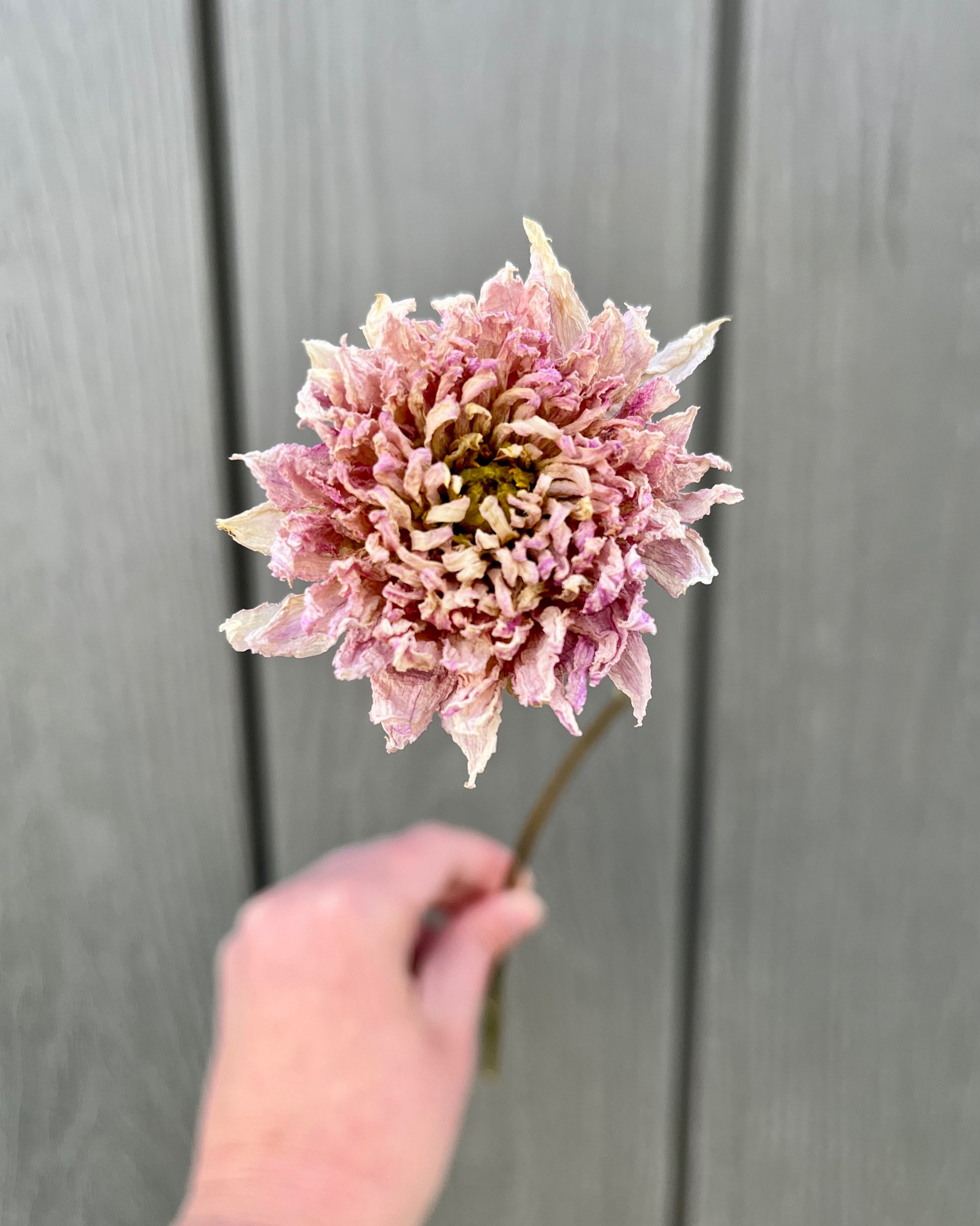 Pink Purple Dried Dahlia Flower