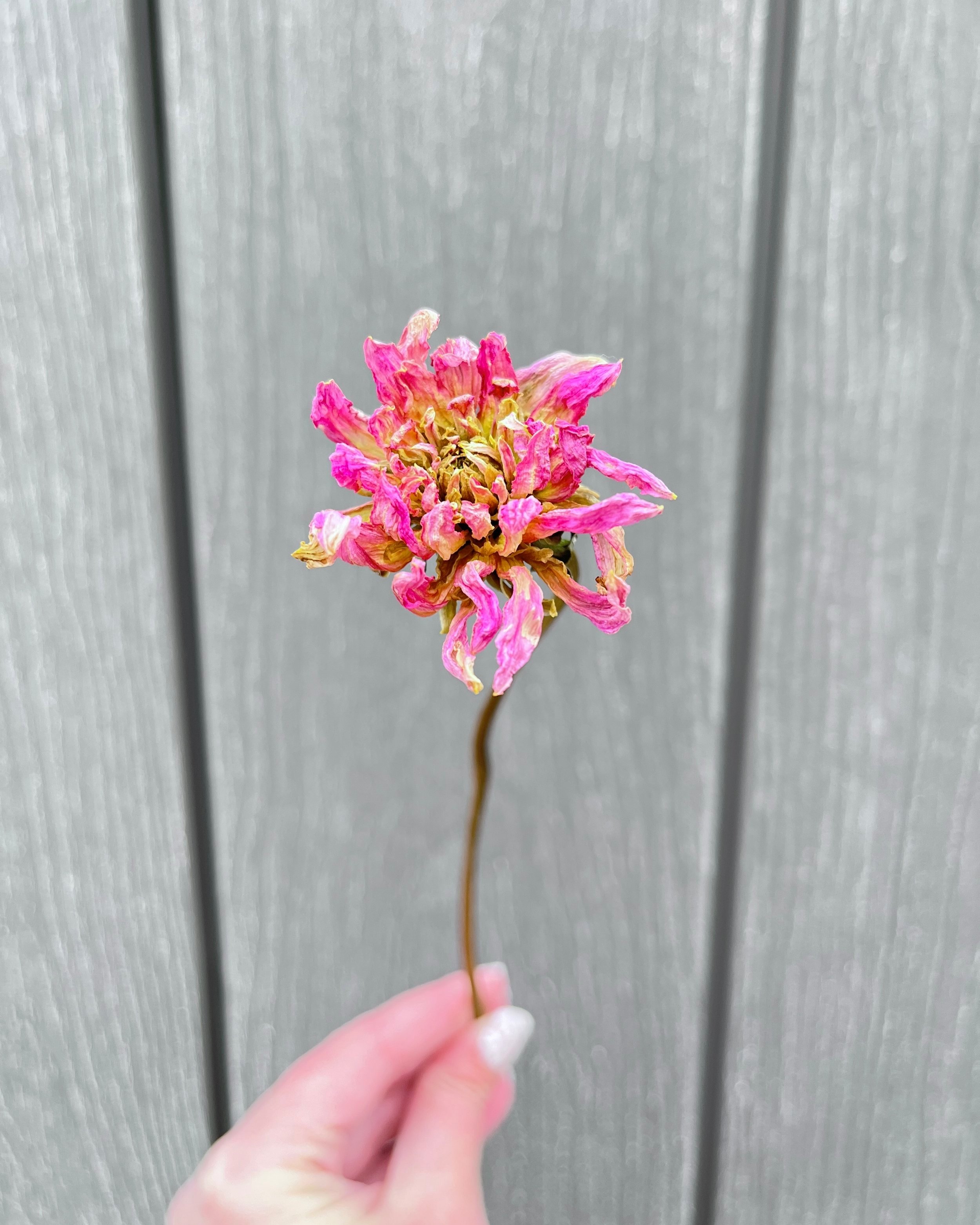 Pink Purple Dried Dahlia Flower