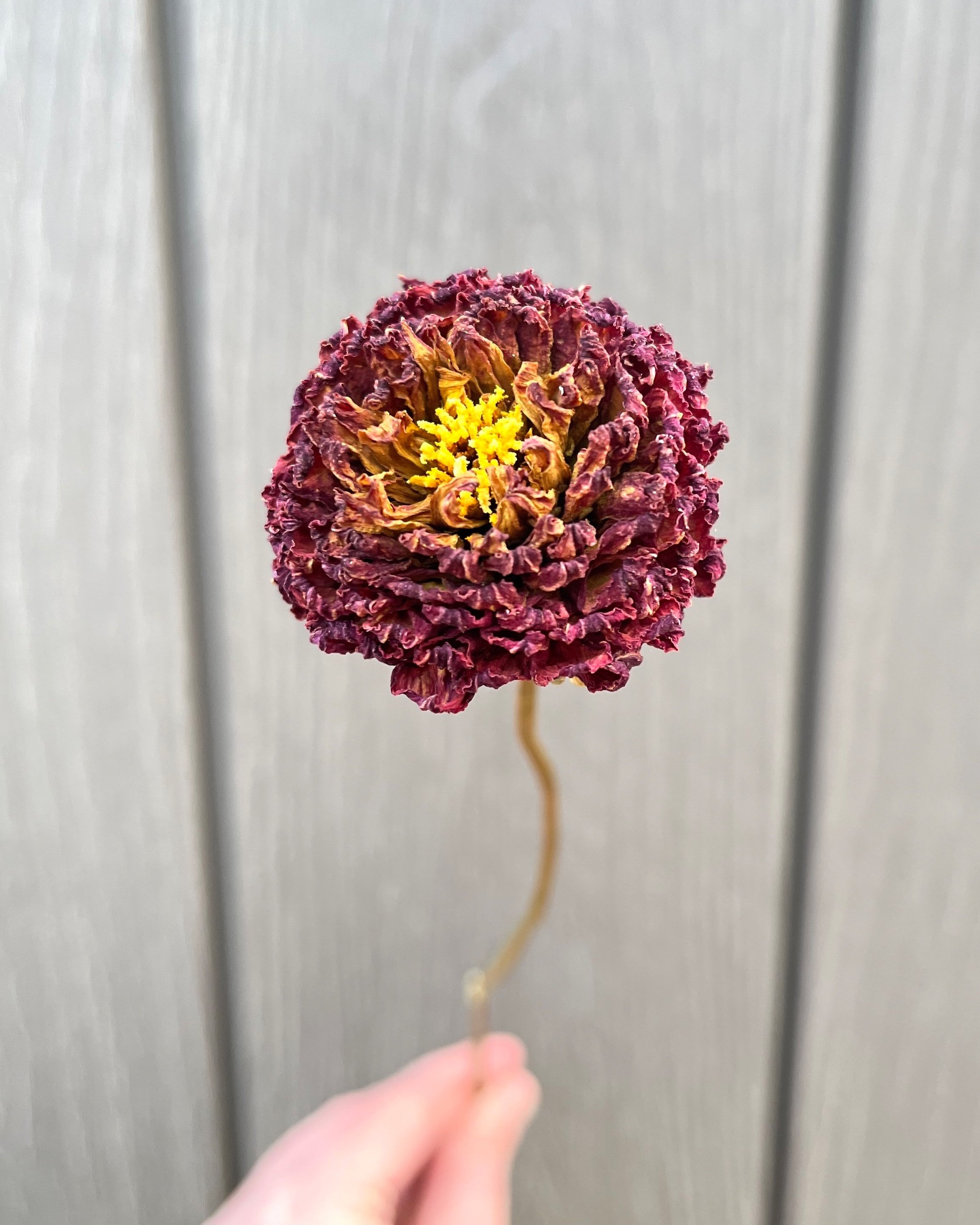 Dark Red Purple Burgundy Dried Dahlia Flower