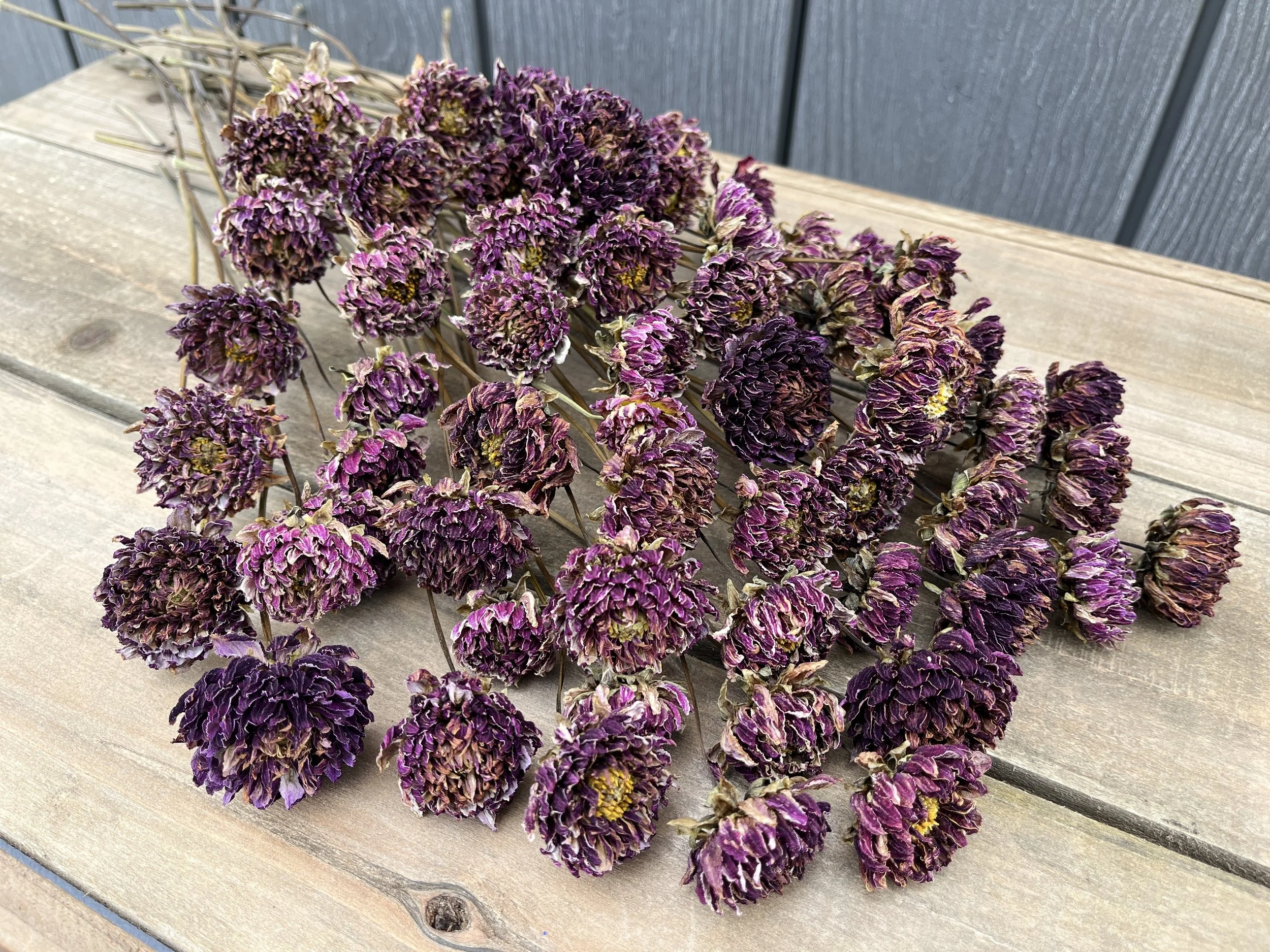 Purple Dried Dahlia Flowers