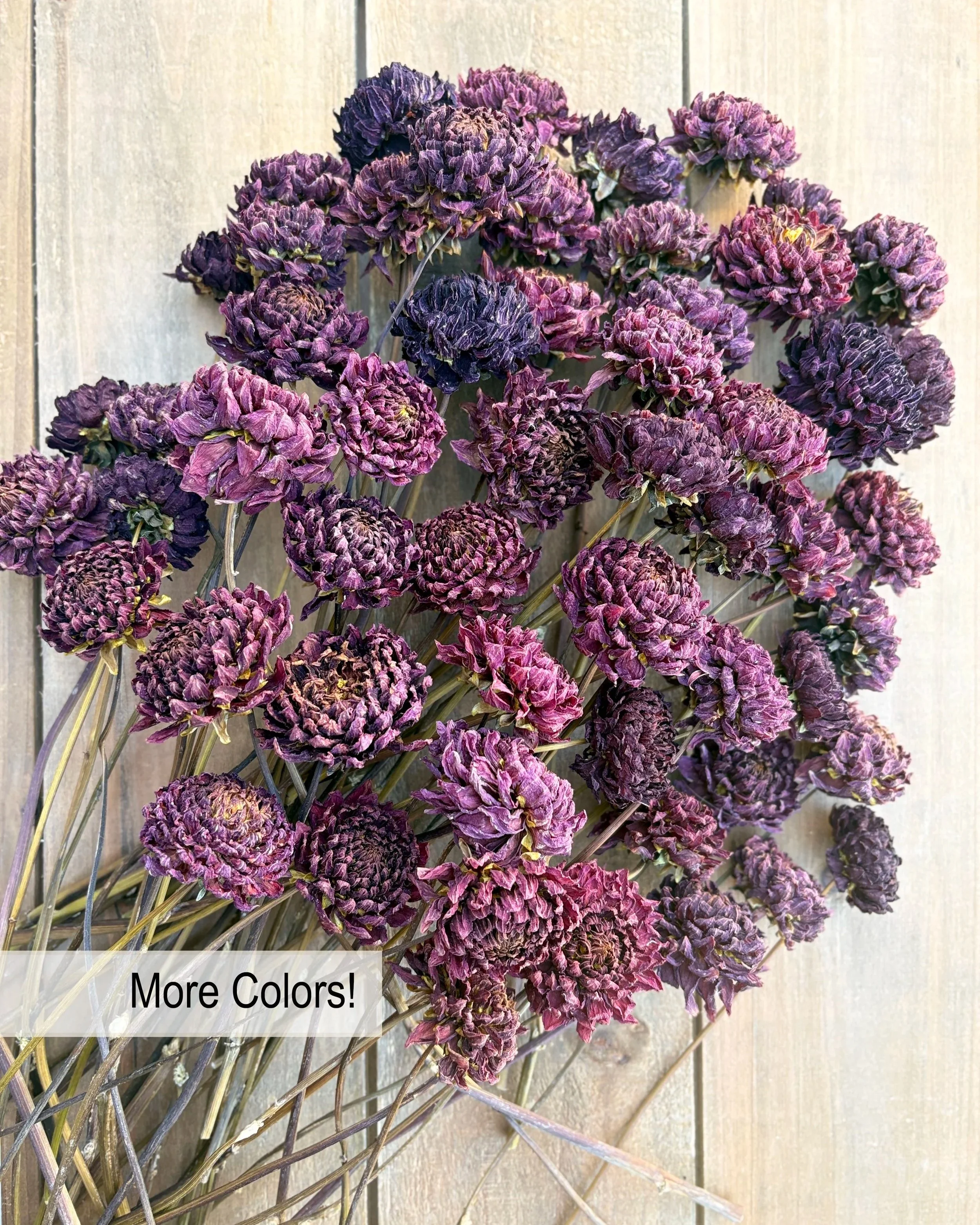 Burgundy, Deep Purple, Dark Red Dried Dahlia Flowers