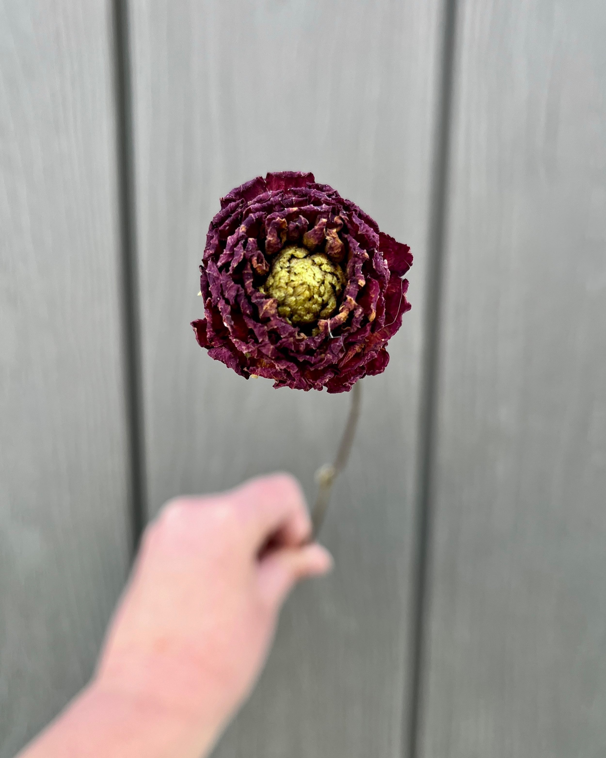 Dark Red Burgundy Dried Dahlia Flower