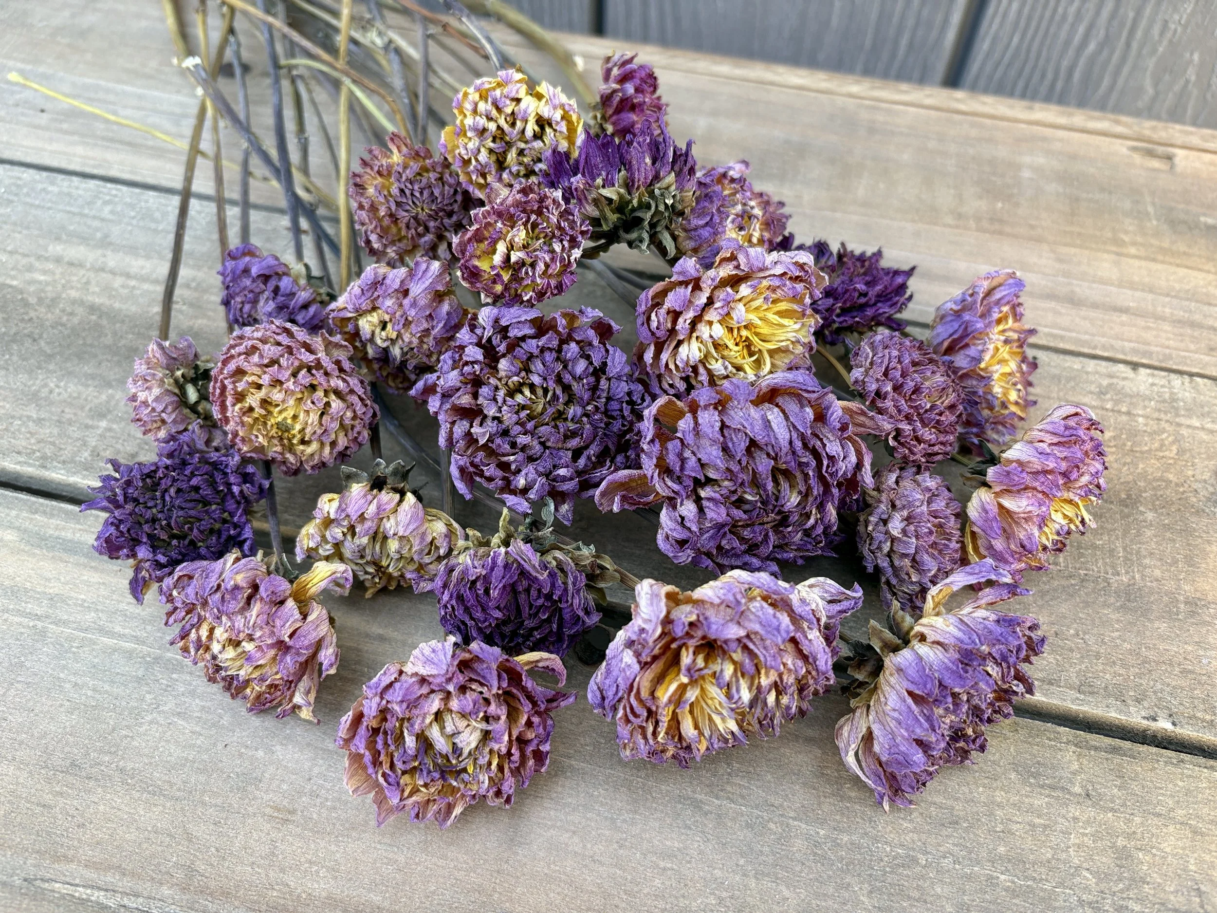 Purple Yellow Dried Dahlia Flowers