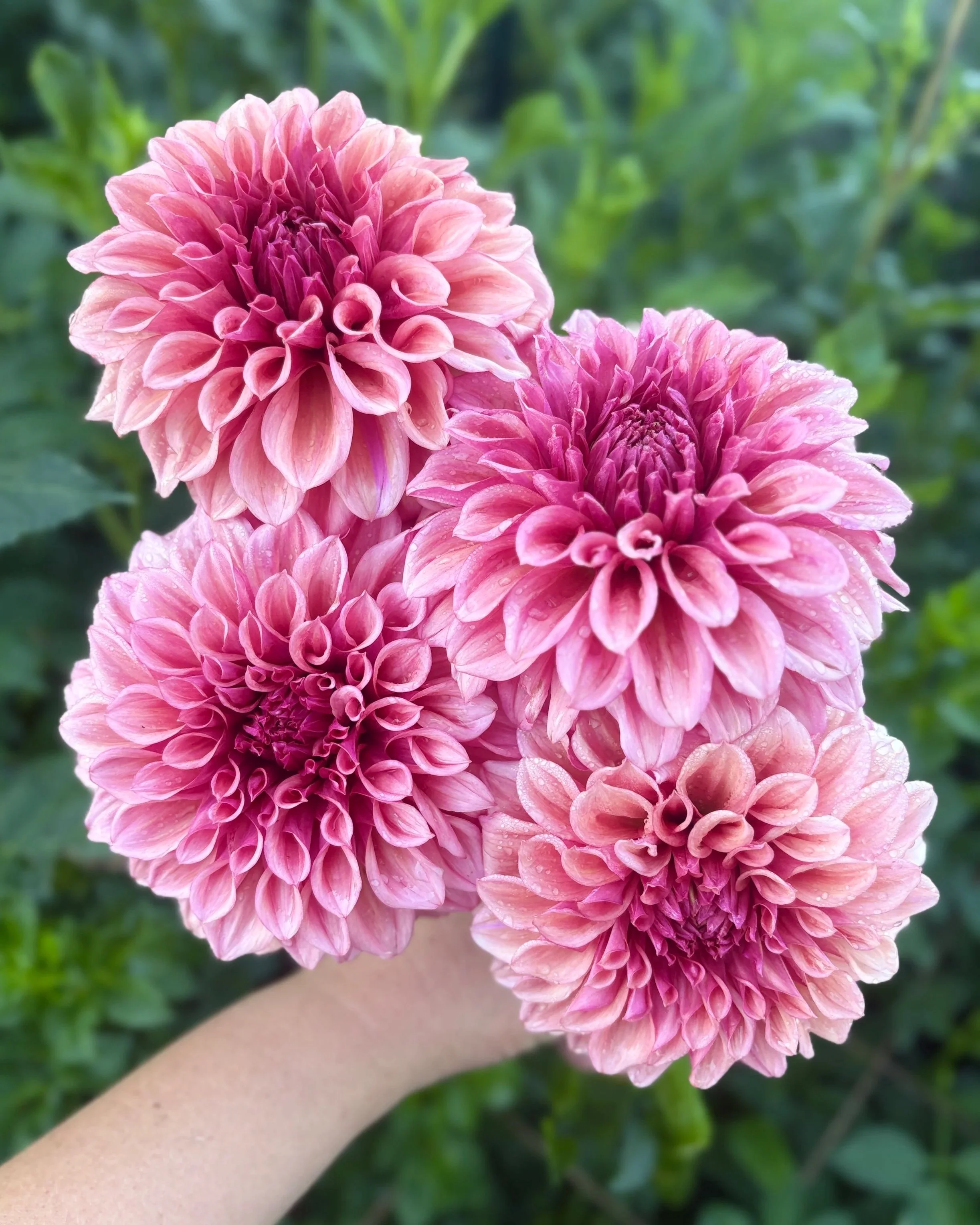 Orange Globe Dahlia: Smokey Orange Rust Flower