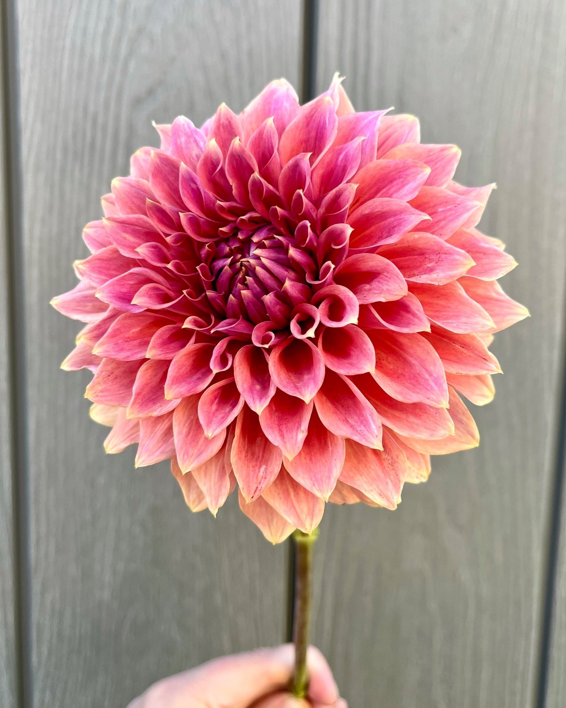 Orange Globe Dahlia: Smokey Orange Rust Flower