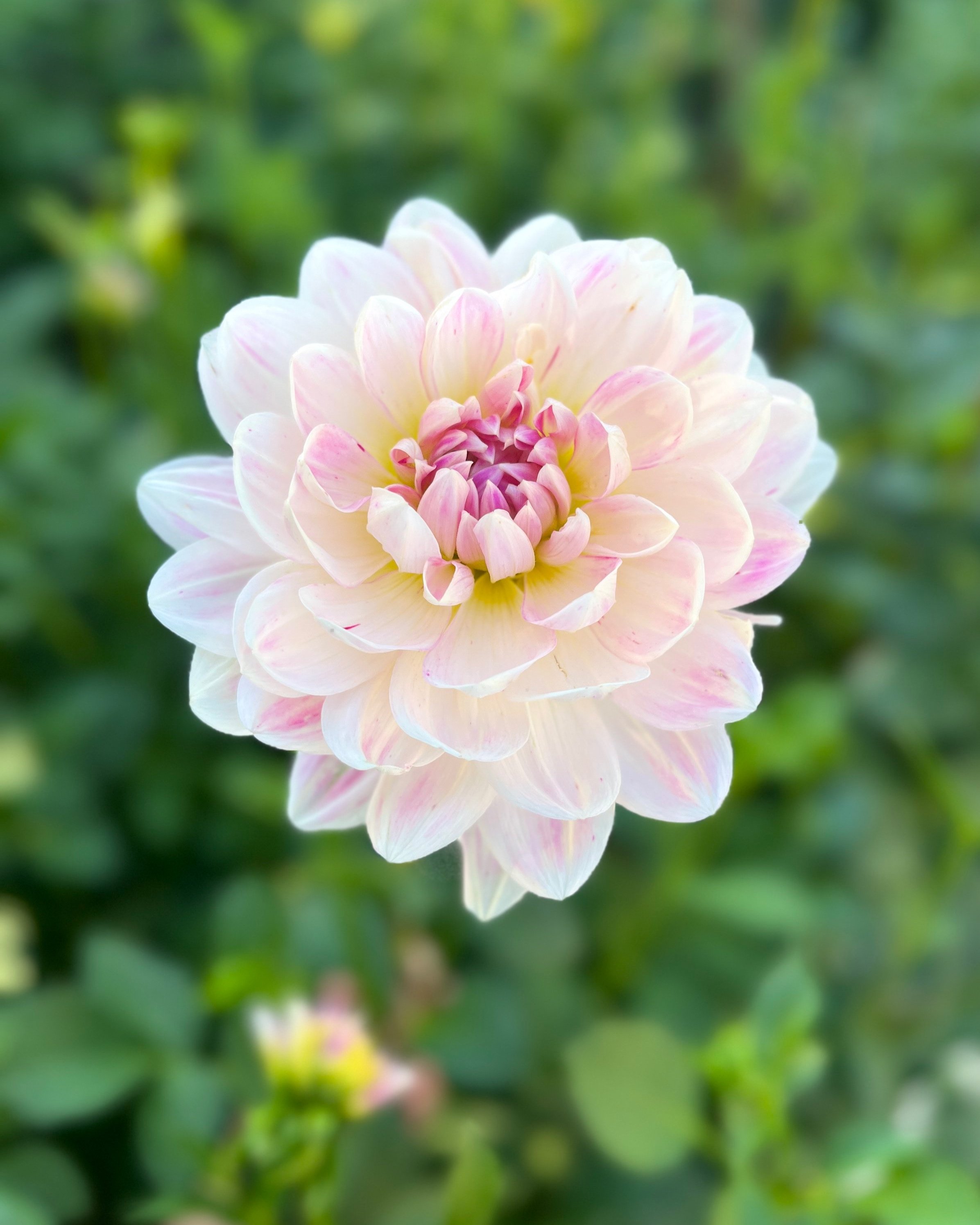 Kelgai Ann Dahlia: Soft Blush with Darker Pink Streaks Waterlily Dahlia