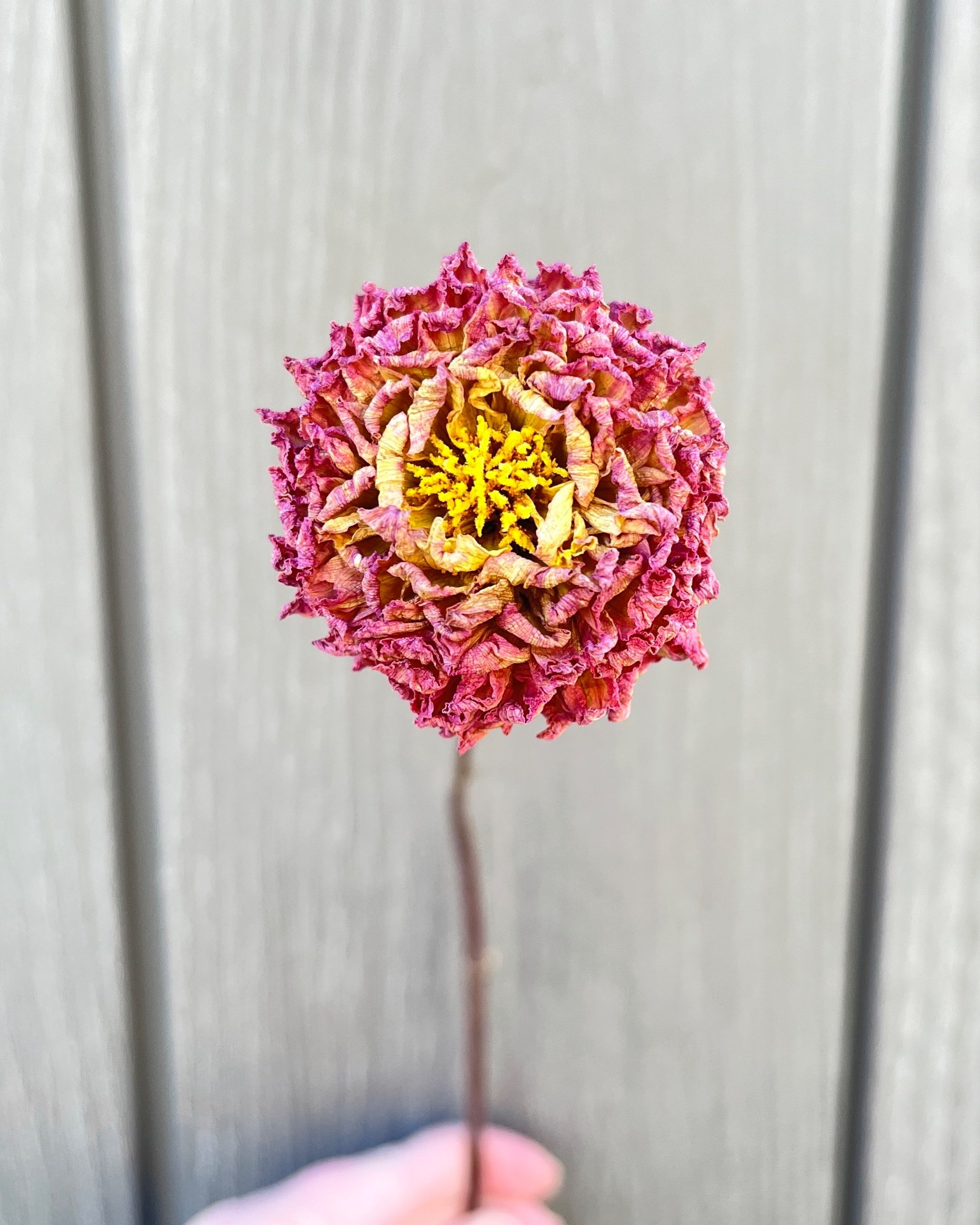 Purple Pink Dried Dahlia Flower