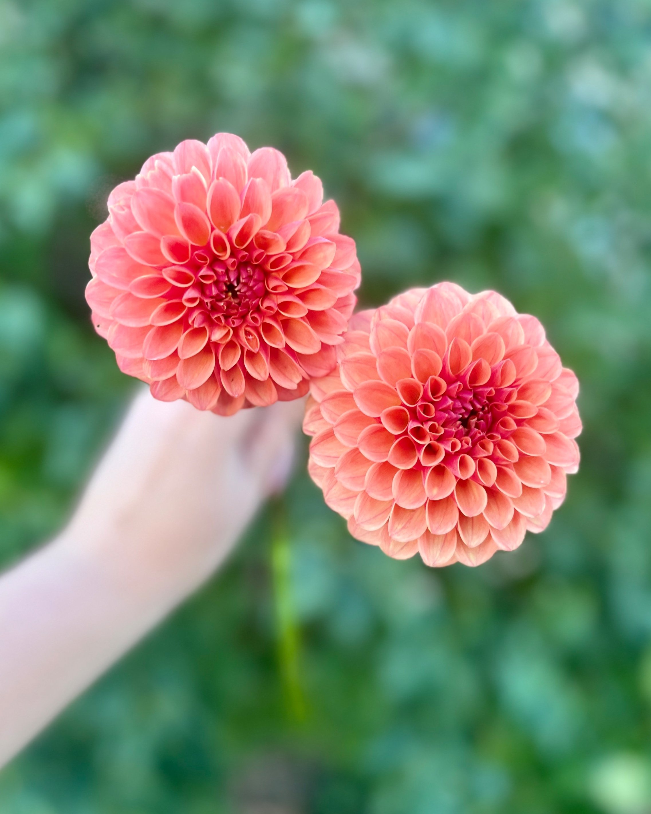KA's Blood Orange: Red Orange Dahlia Flower