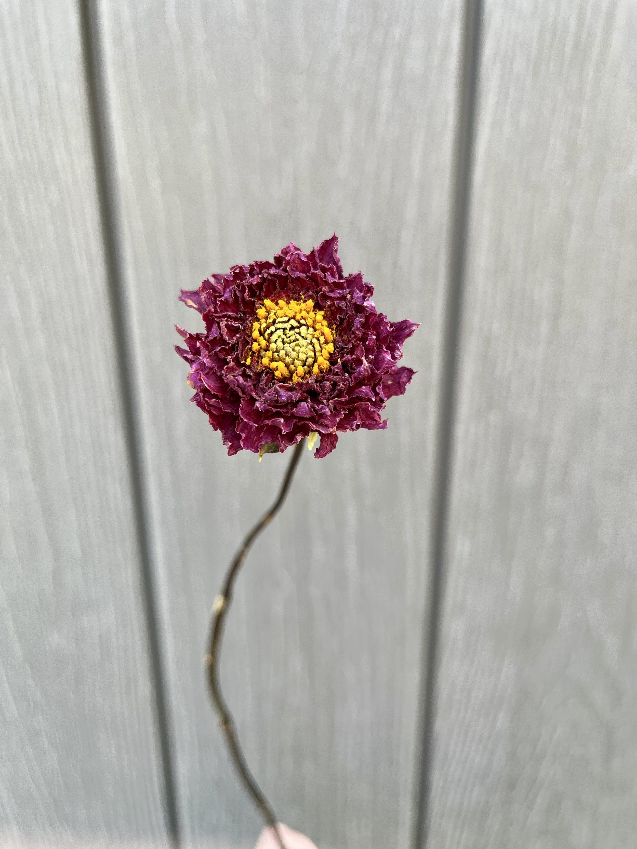 Purple Dried Dahlia Flower