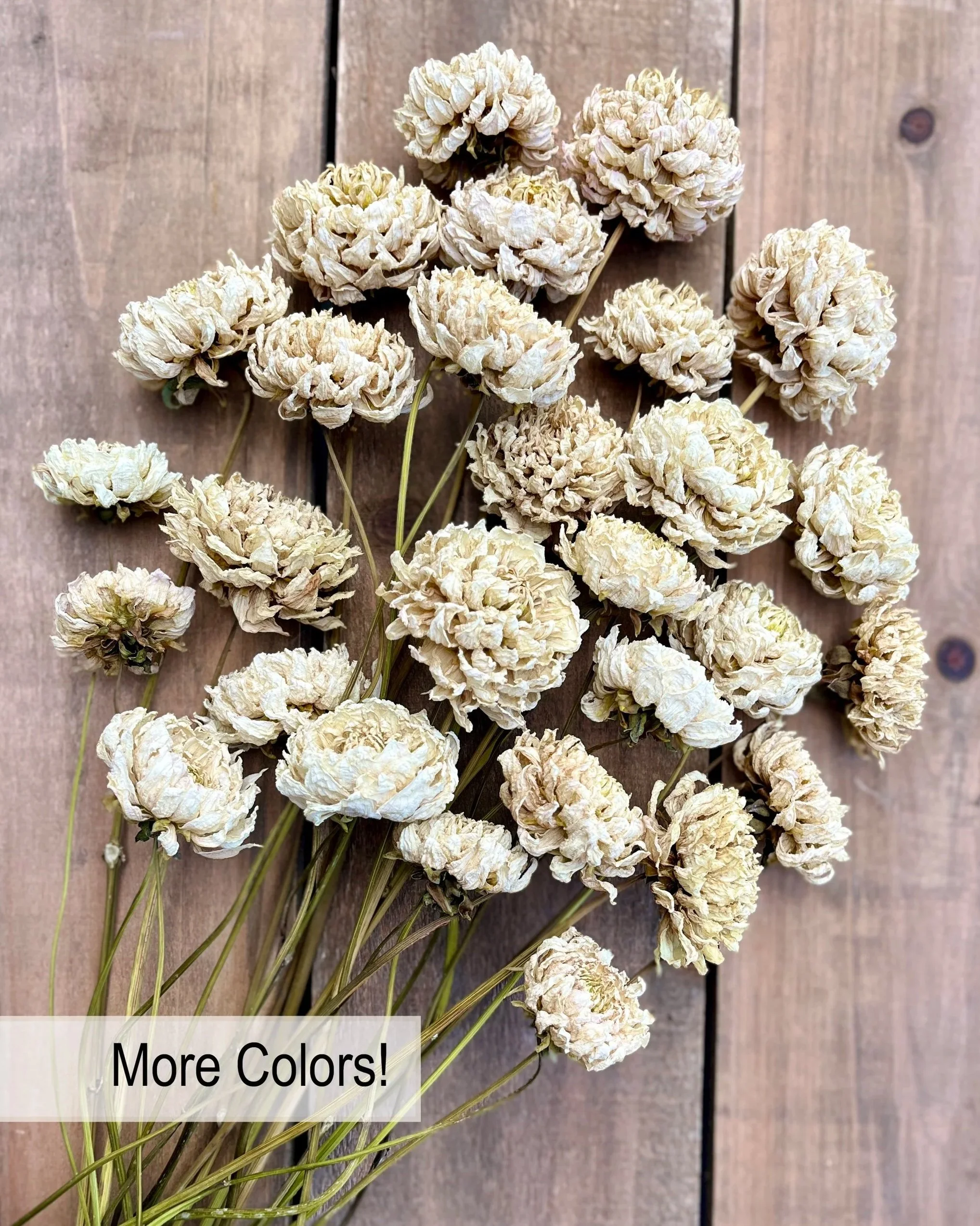 Cream Dried Dahlia Flowers