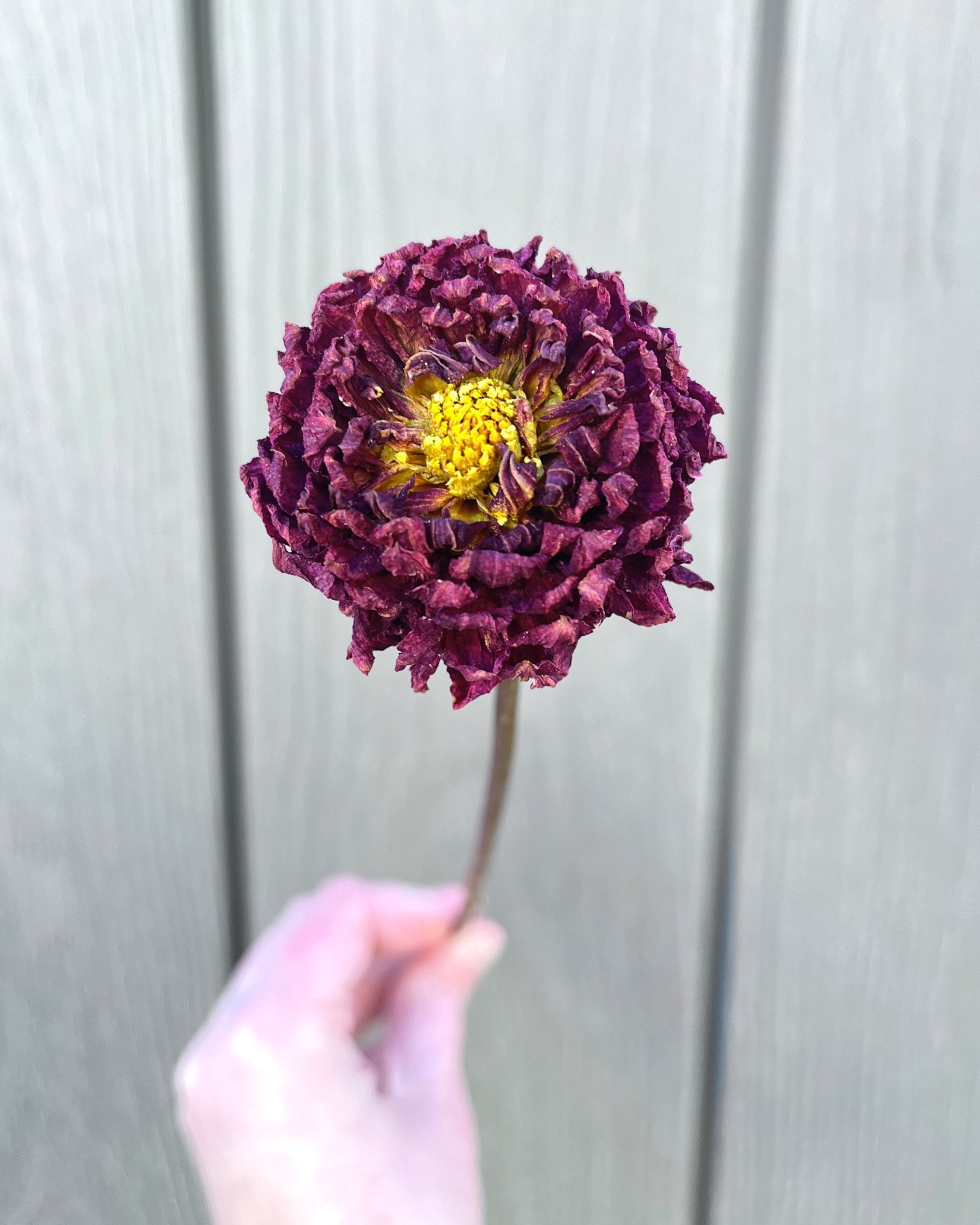 Burgundy Red Purple Dried Dahlia Flower