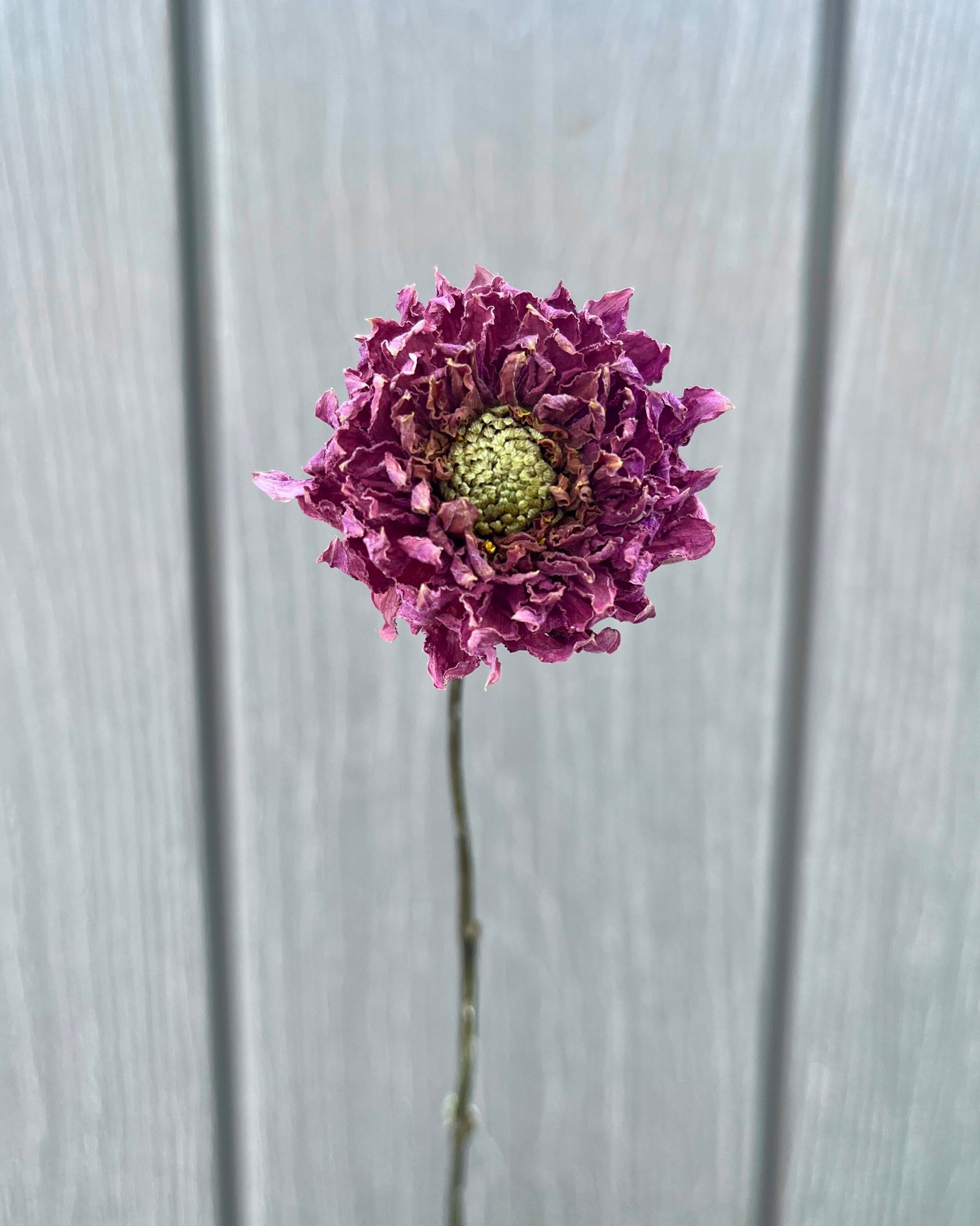 Purple Dried Dahlia Flower