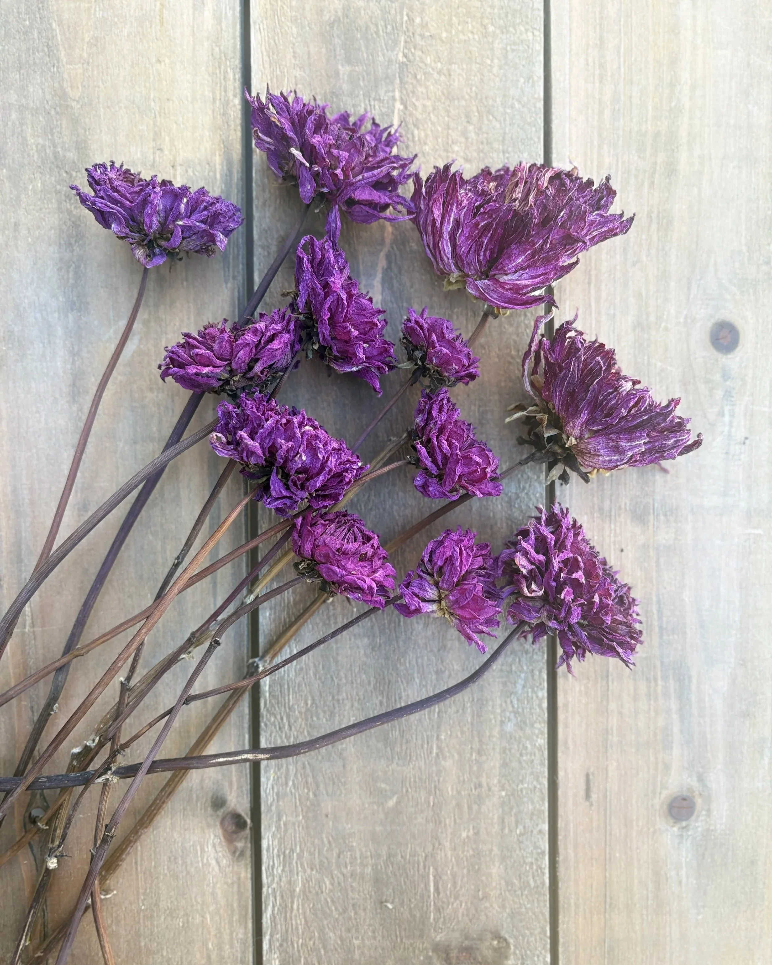Purple Dried Dahlia Flowers