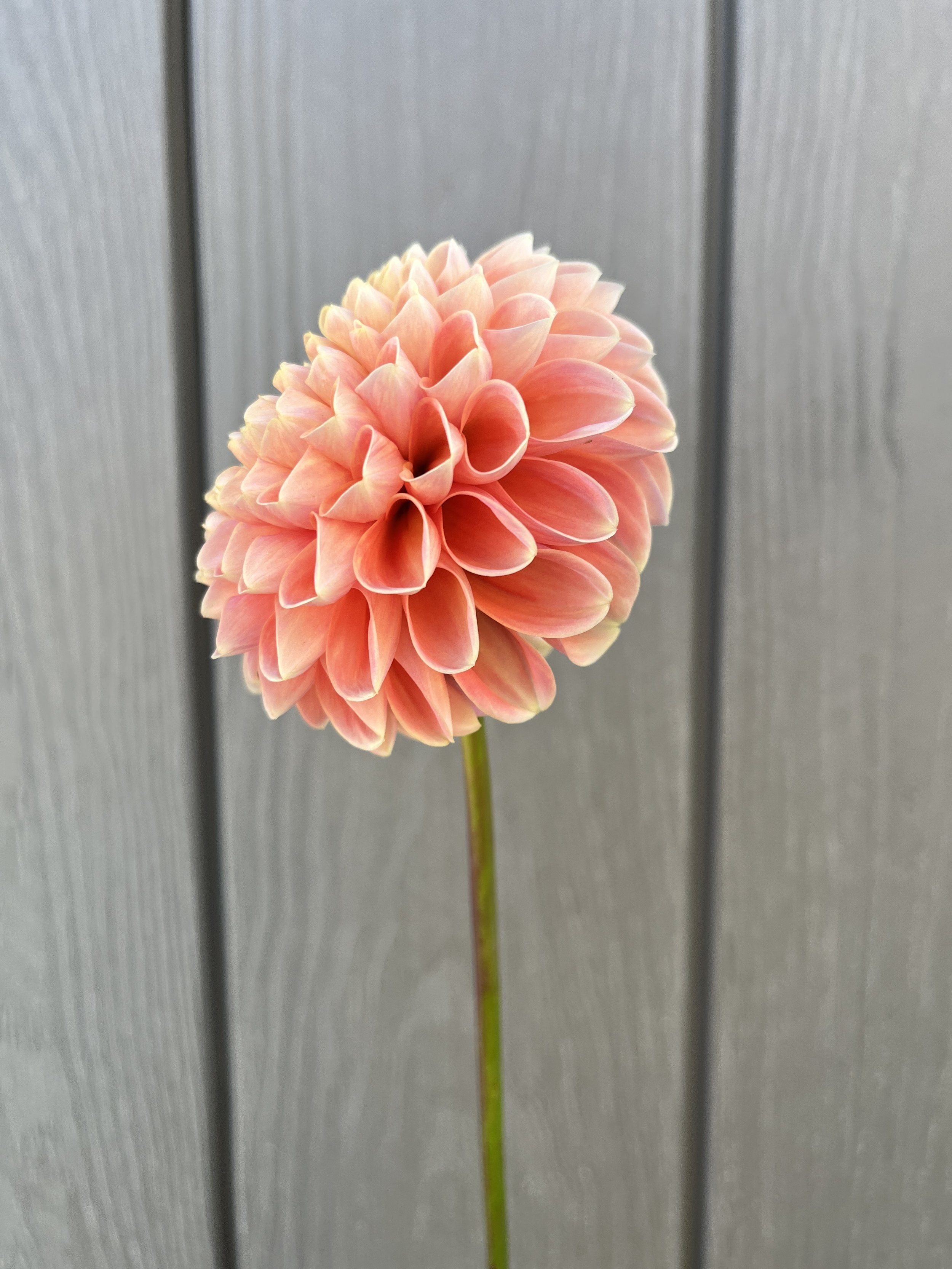 Crichton Honey Dahlia: a peach, melon ball dahlia flower