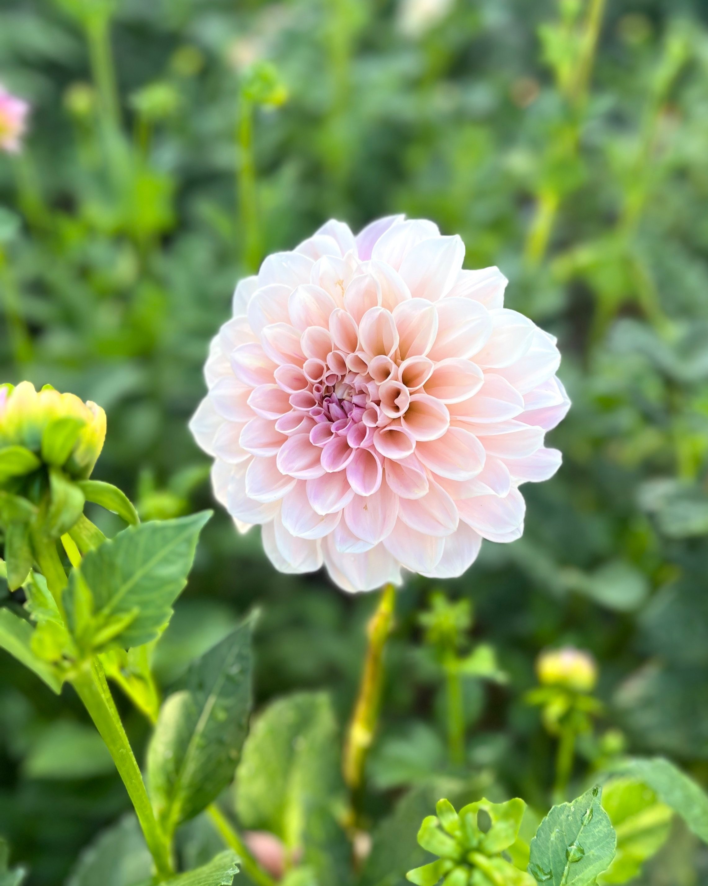 Sweet Nathalie Dahlia: a creamy blush formal decorative dahlia flower