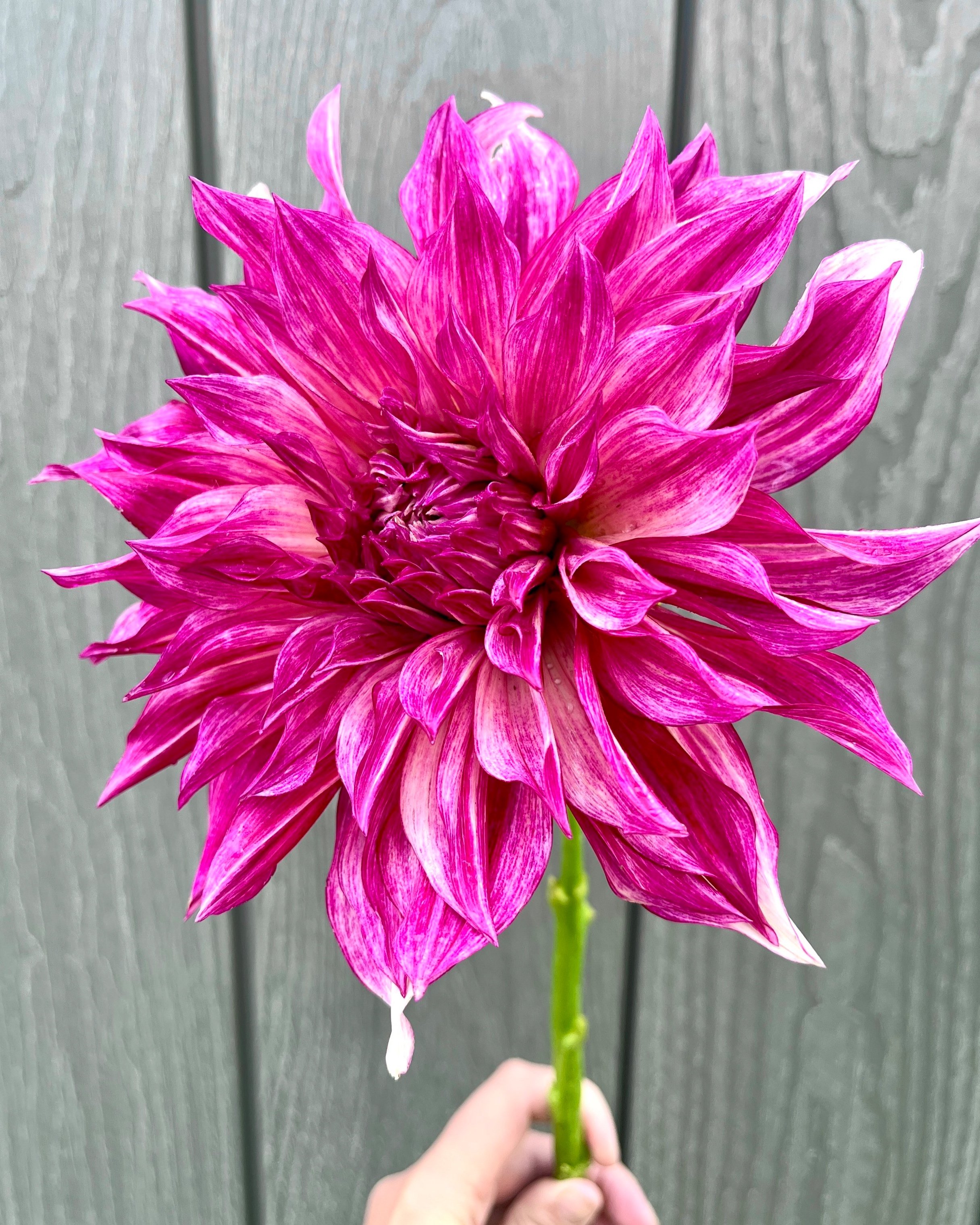 Cafe au Lait Royal: Bright Pink Purple Dahlia Flower