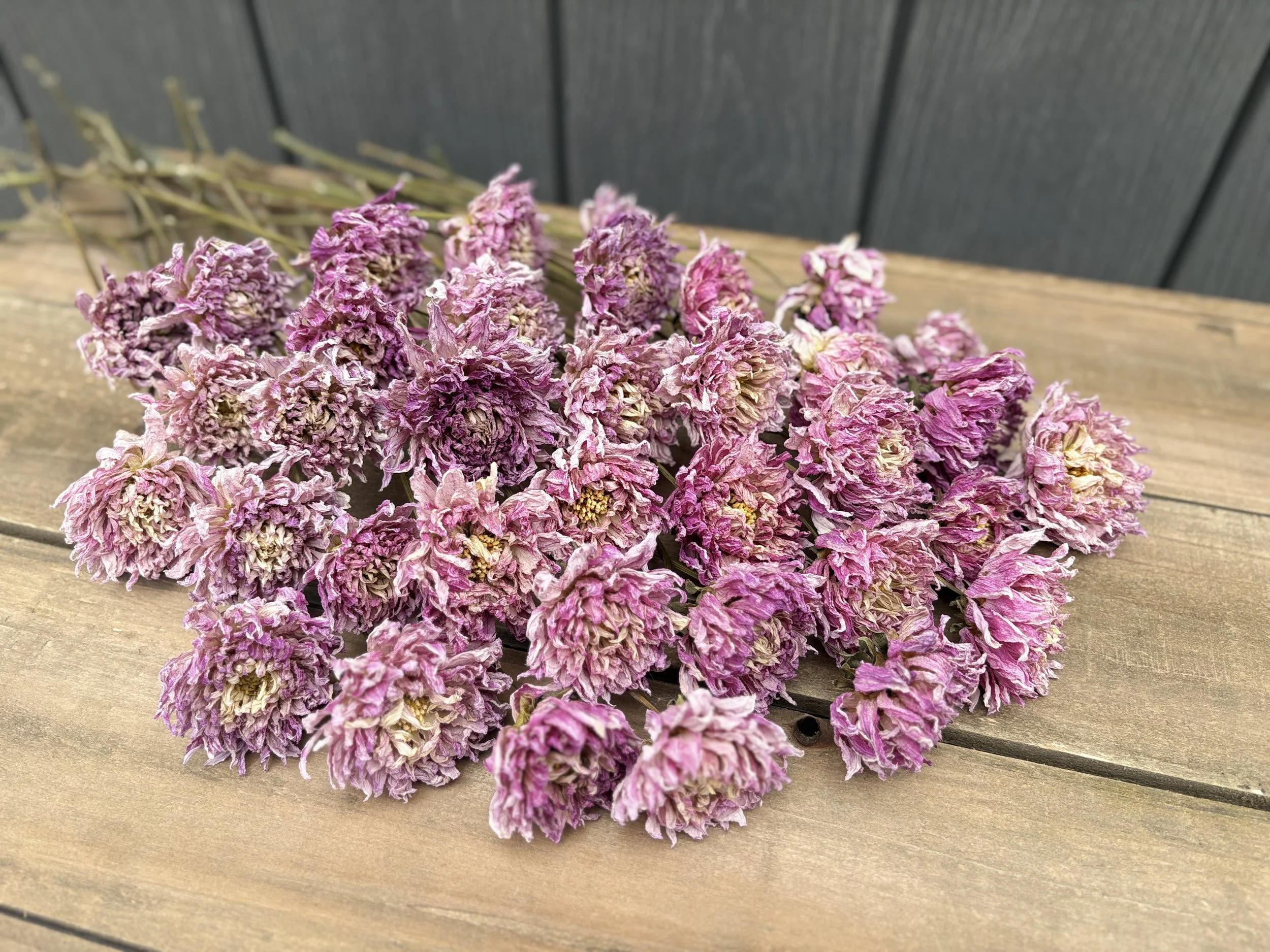 Purple Pink Dried Dahlia Flowers