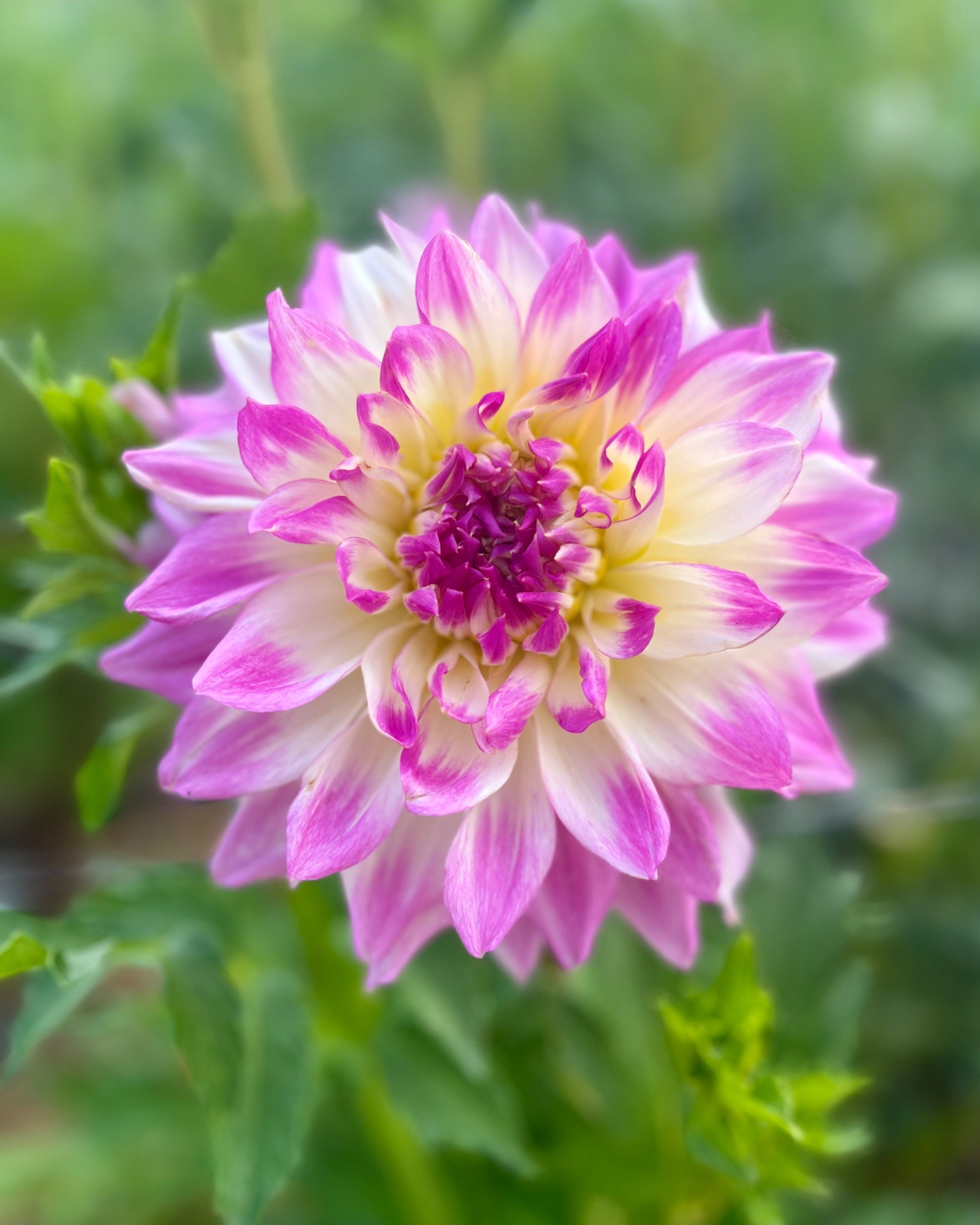 April Dawn: Pink and White Dahlia Flower