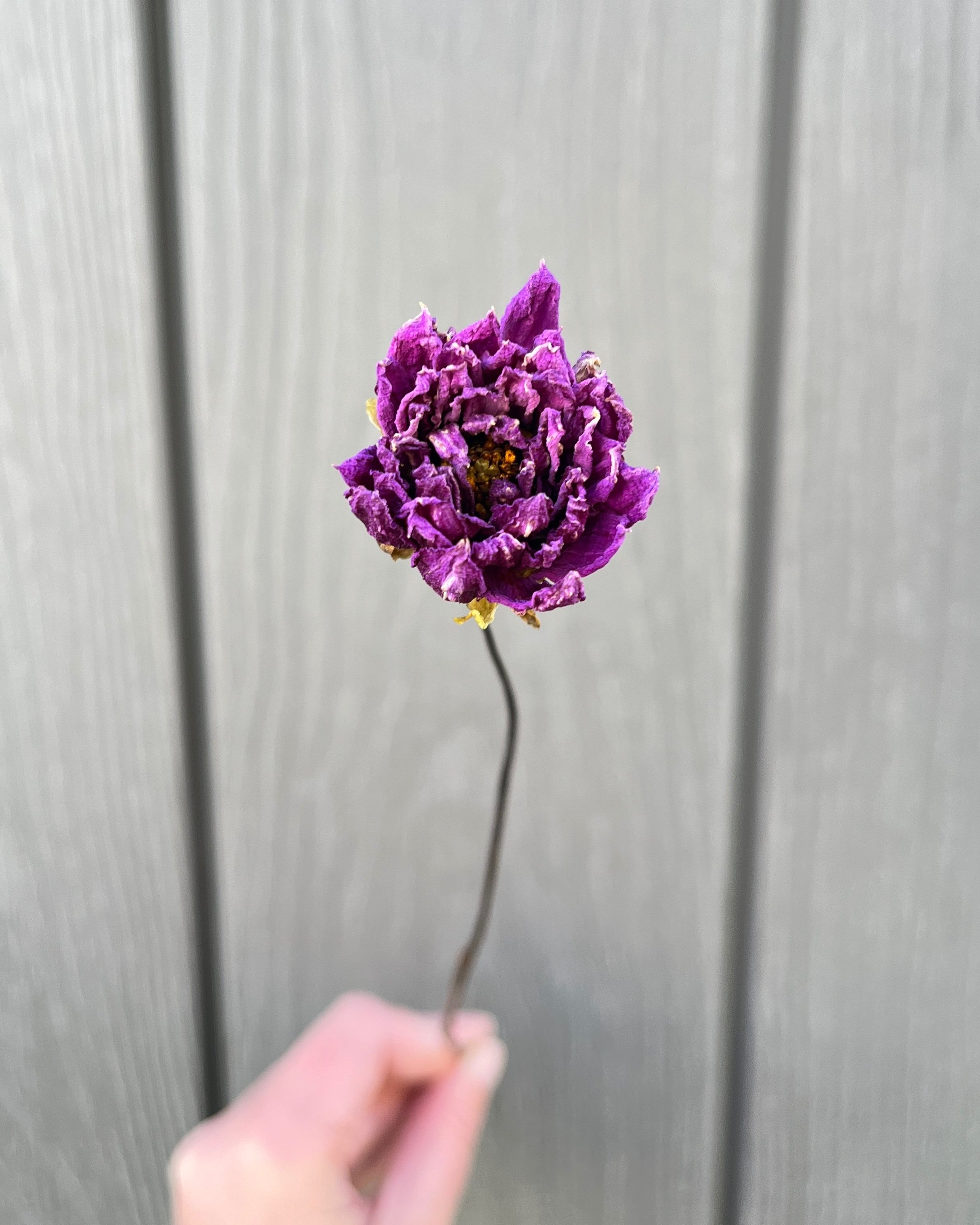 Violet Purple Dried Dahlia Flower