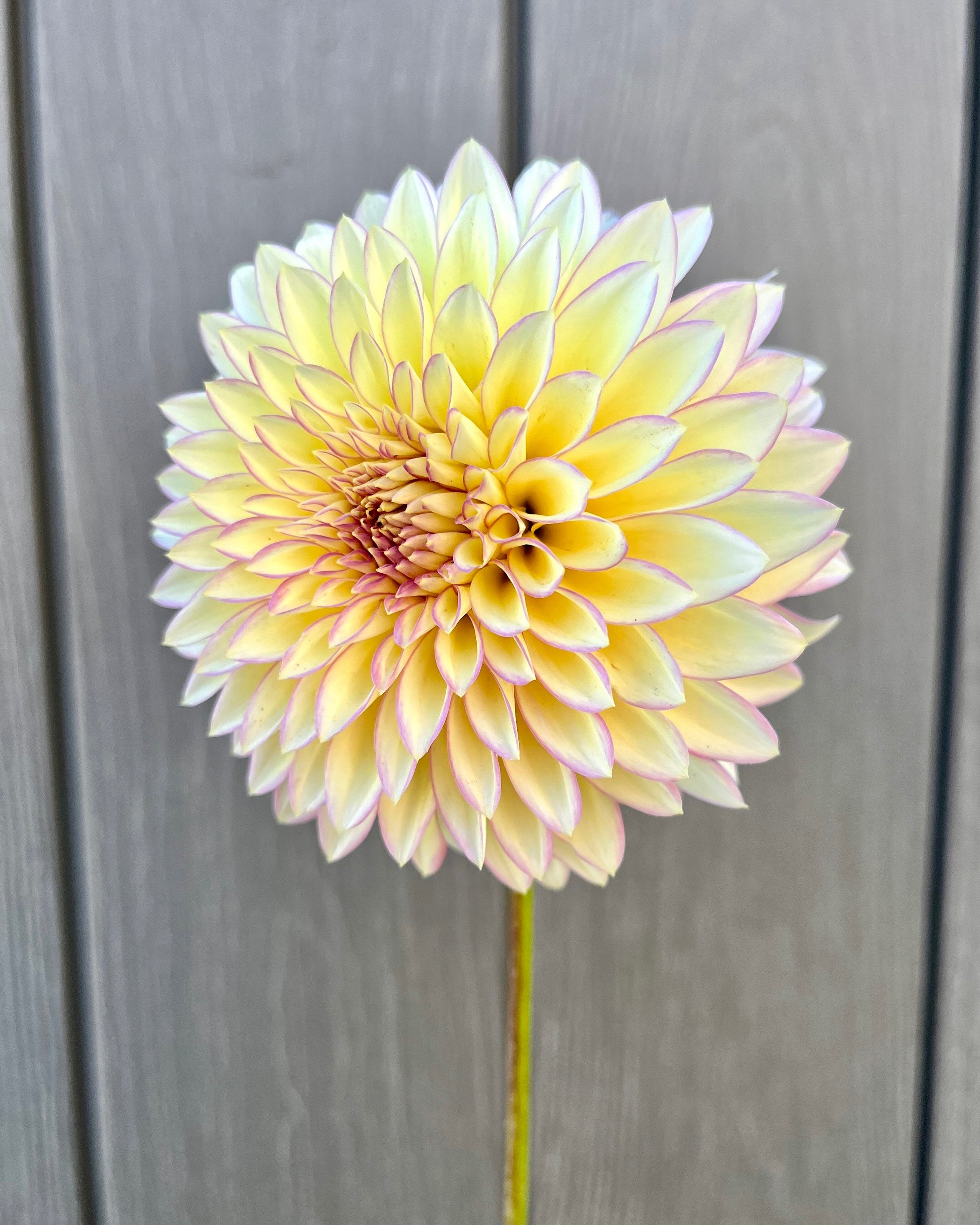 Bloomquist Blush: Cream Yellow Pink Dahlia Flower