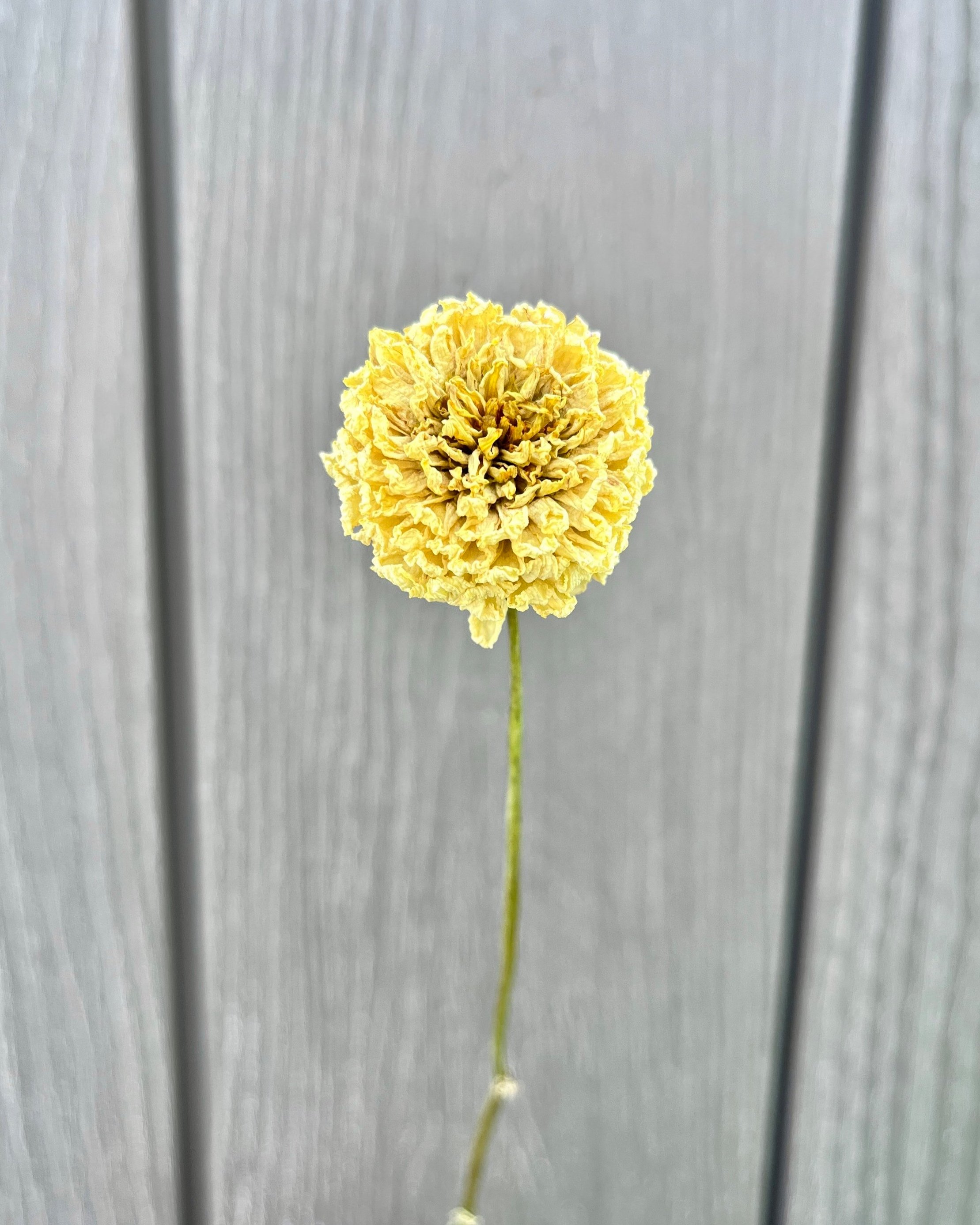 Soft Yellow, Cream Dried Dahlia Flower