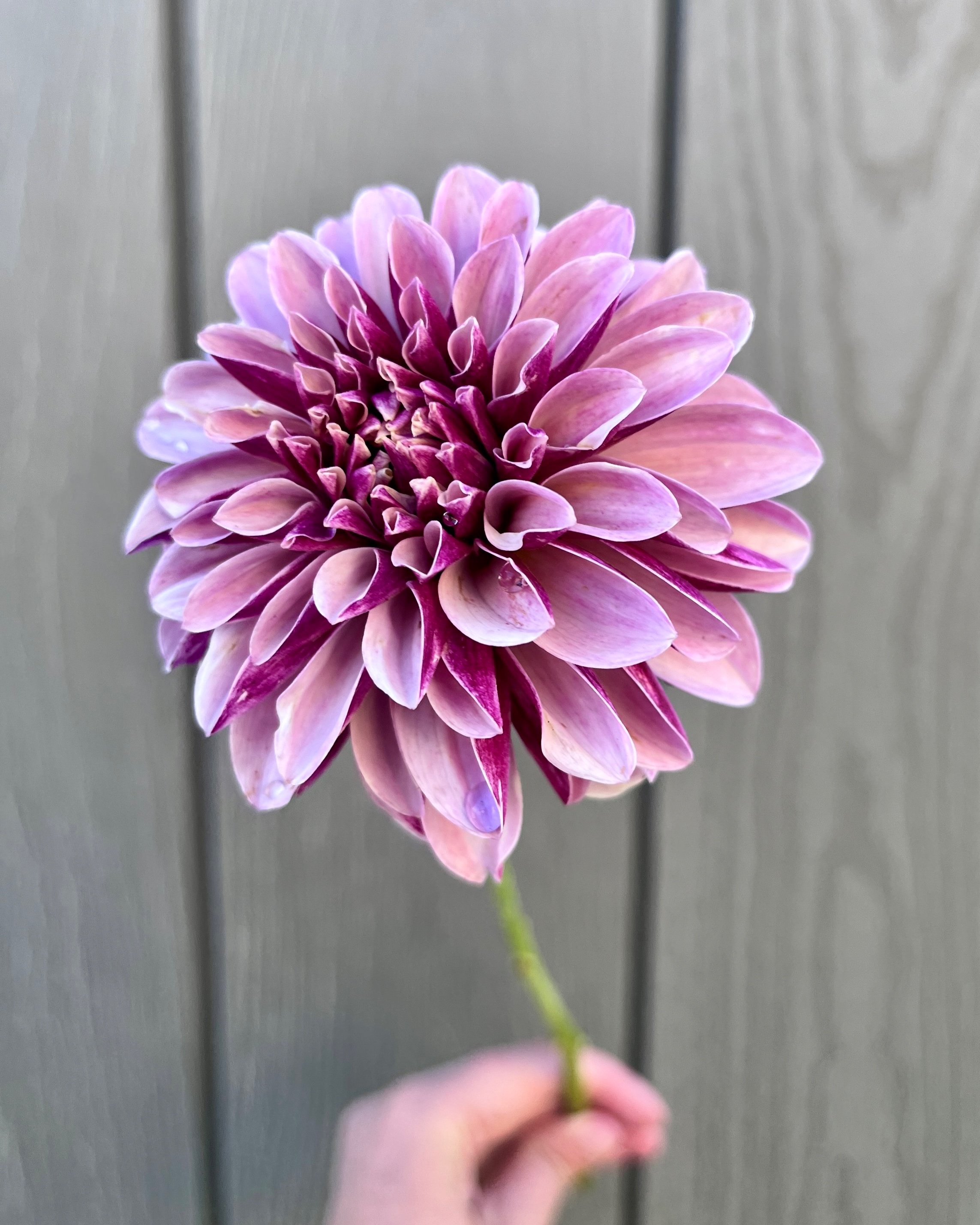 Salish Twilight Girl Dahlia: Lavender and Plum Dahlia Flower