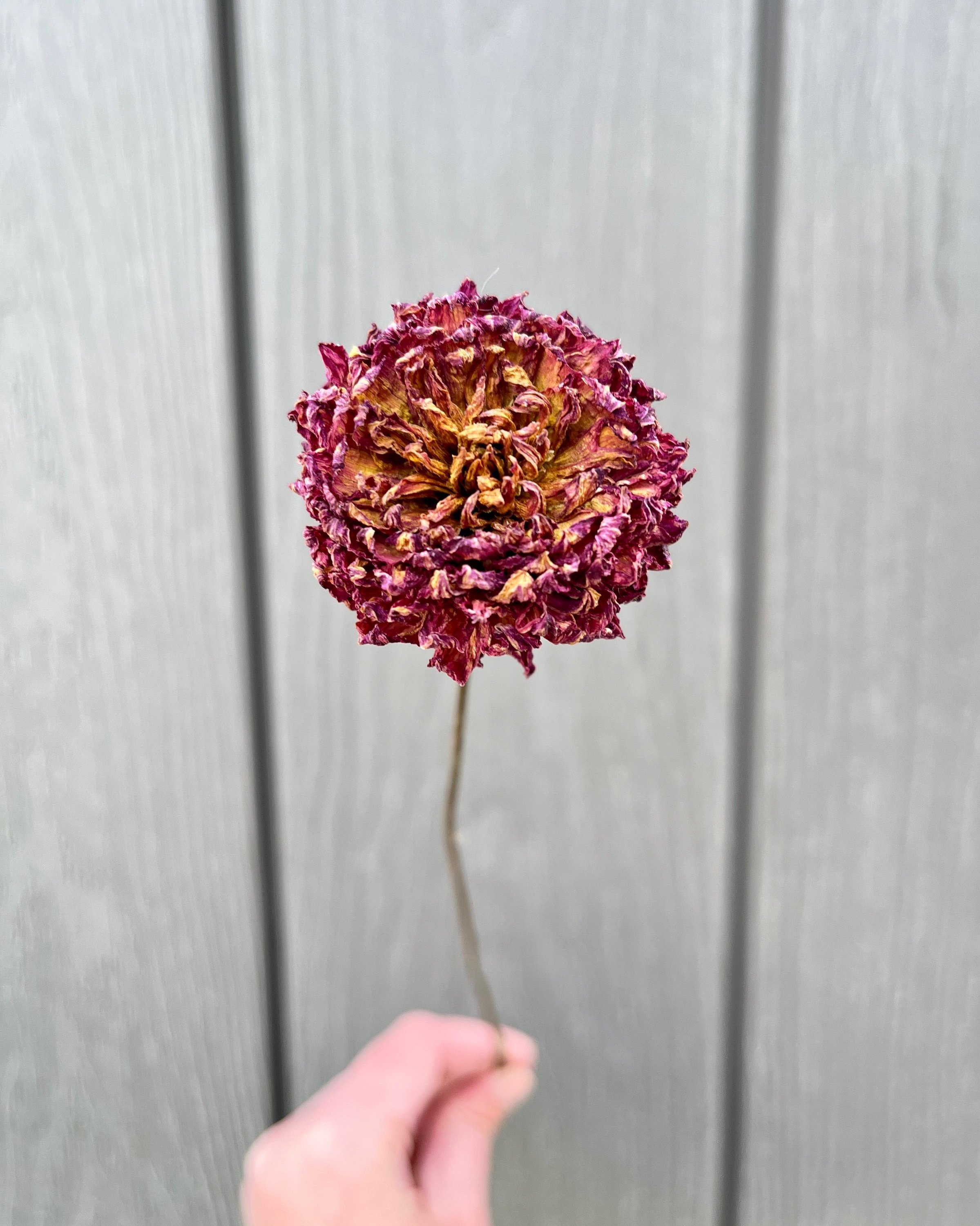 Violet Purple Dried Dahlia Flower