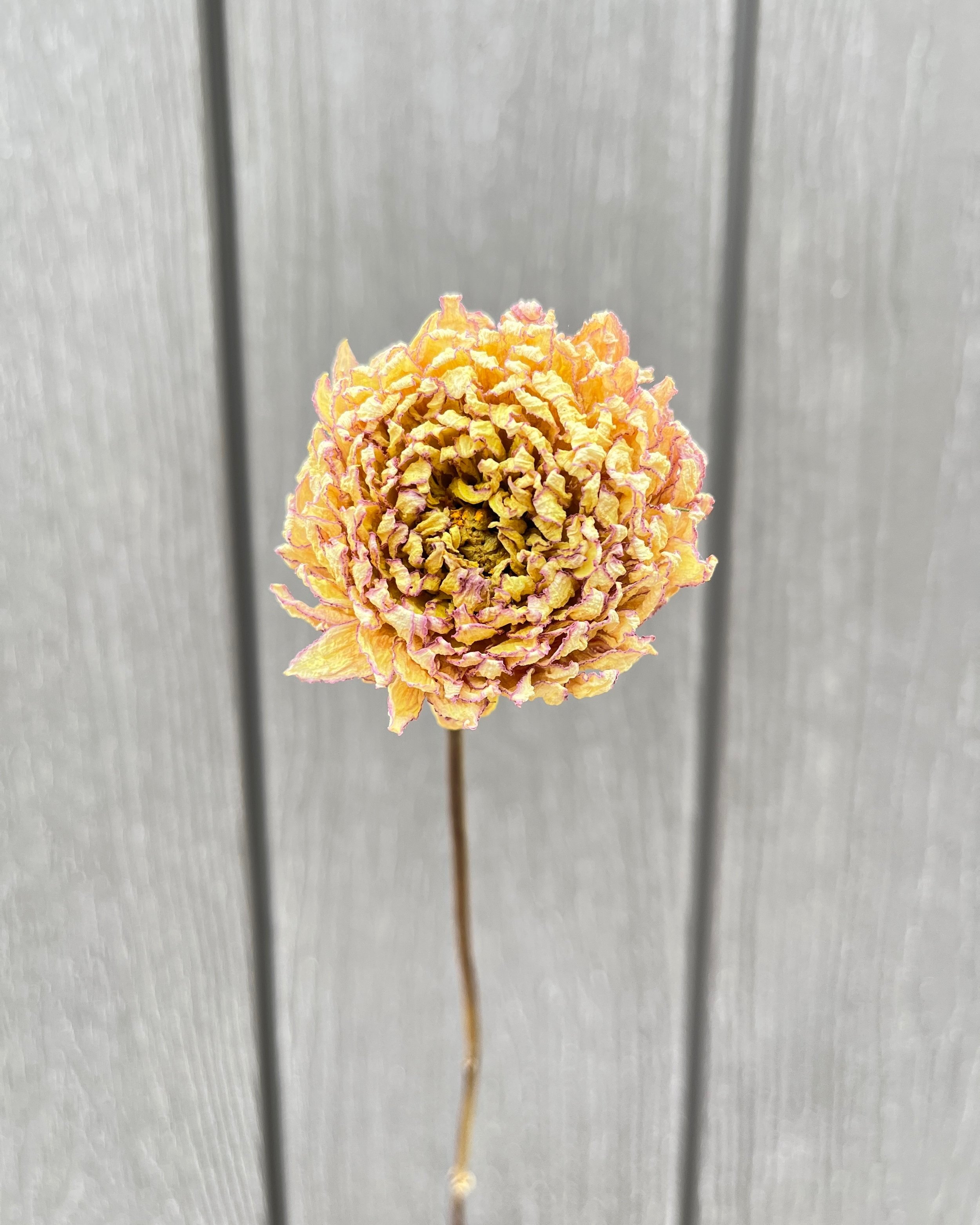 Soft Yellow and Lavender Dried Dahlia Flower