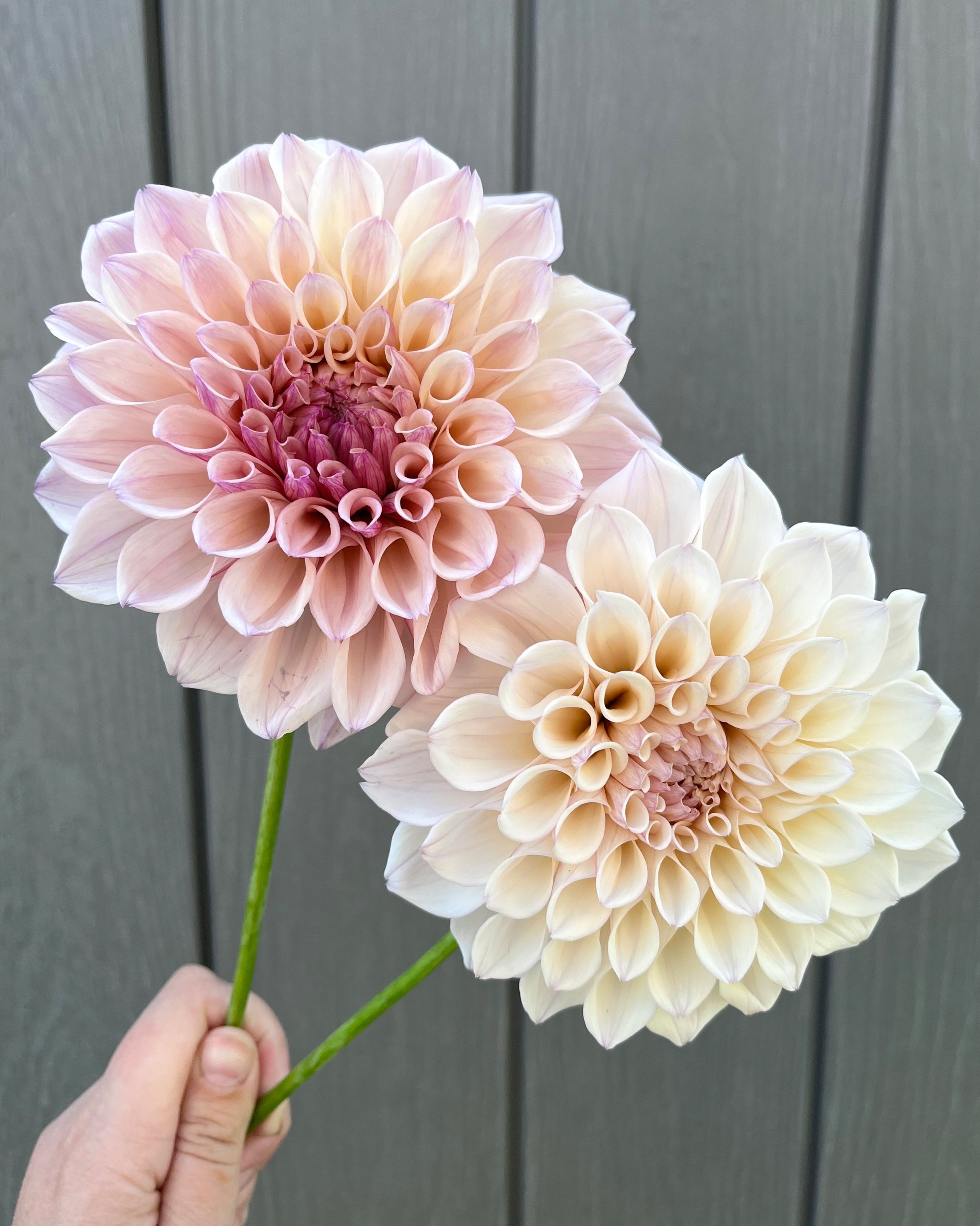 KA's™ Pearl: Soft Pink and Blush Dahlia Flower