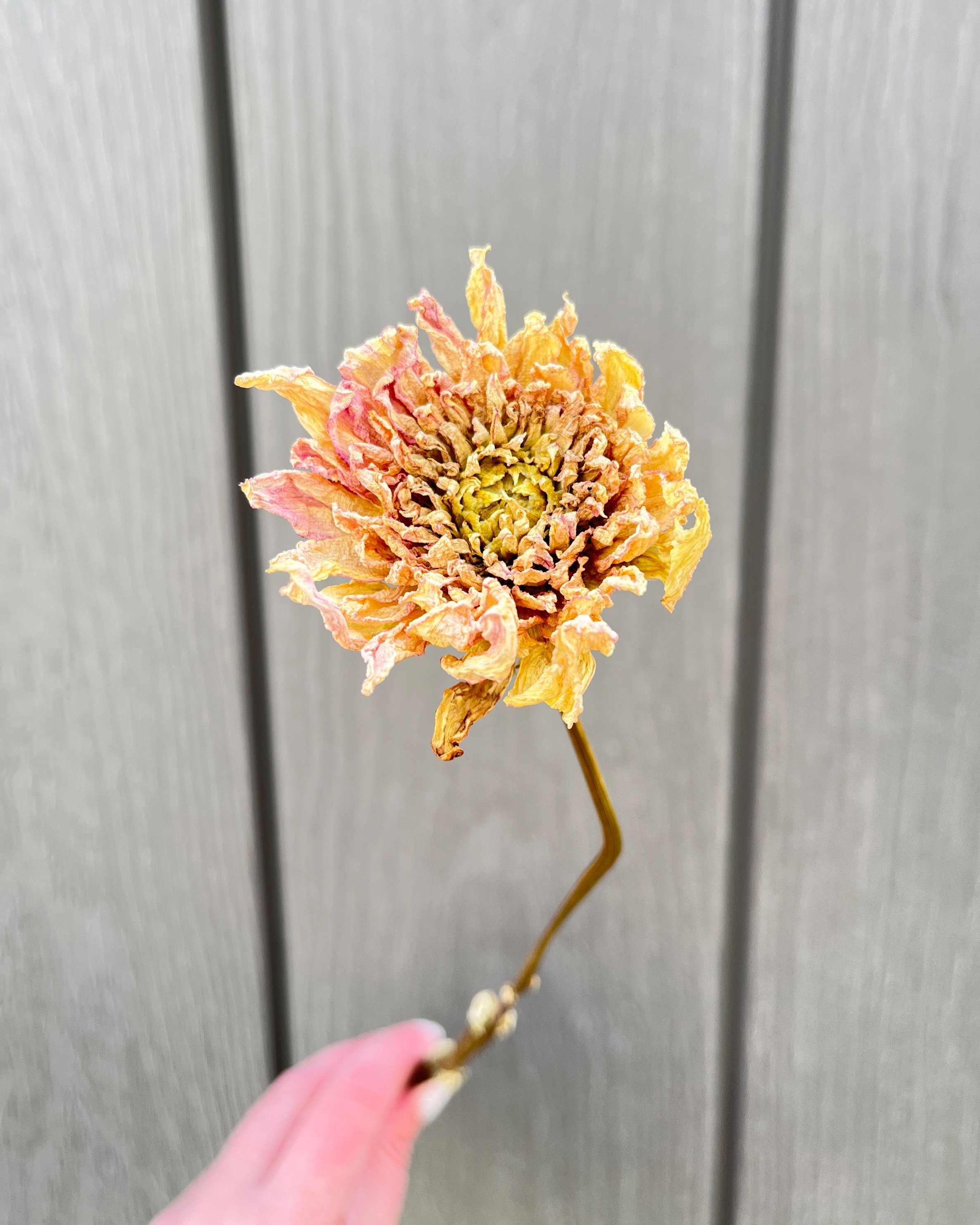 Cream Pink Dried Dahlia Flower