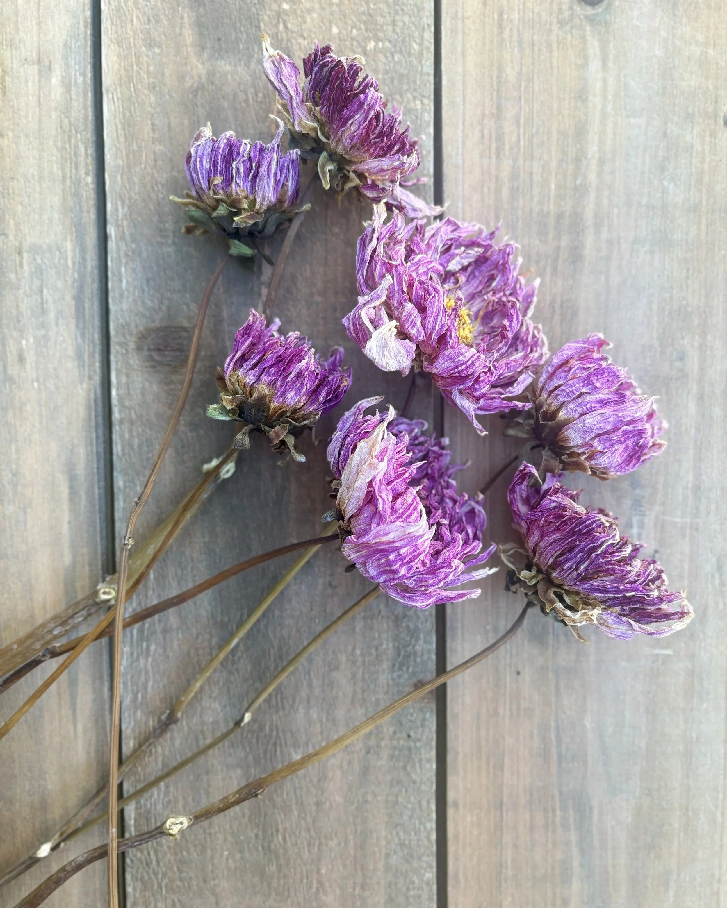 Purple Dried Dahlia Flowers