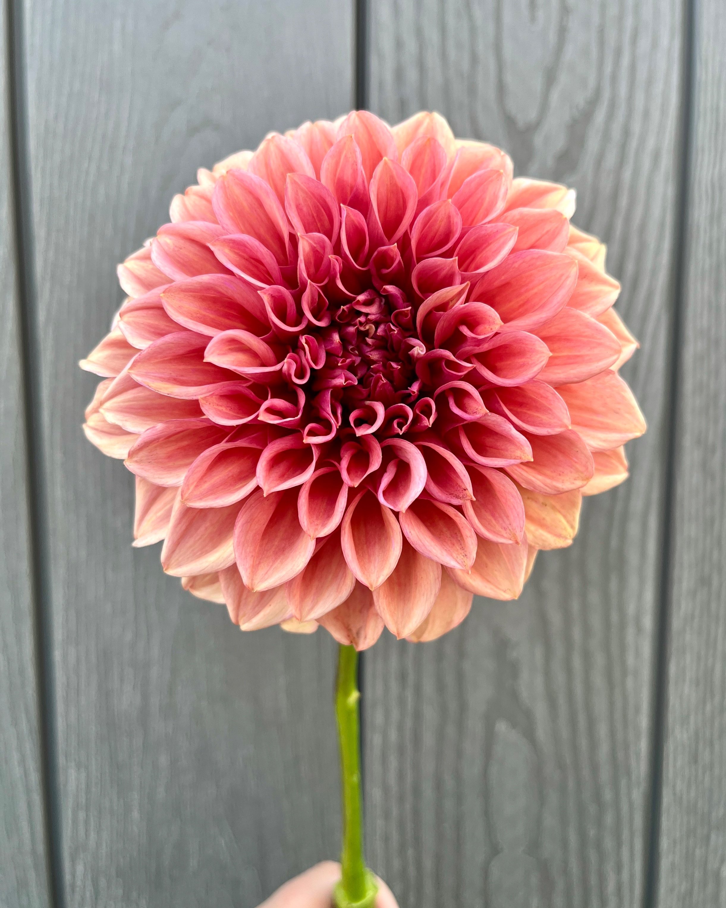 Orange Globe Dahlia: Smokey Orange Rust Flower