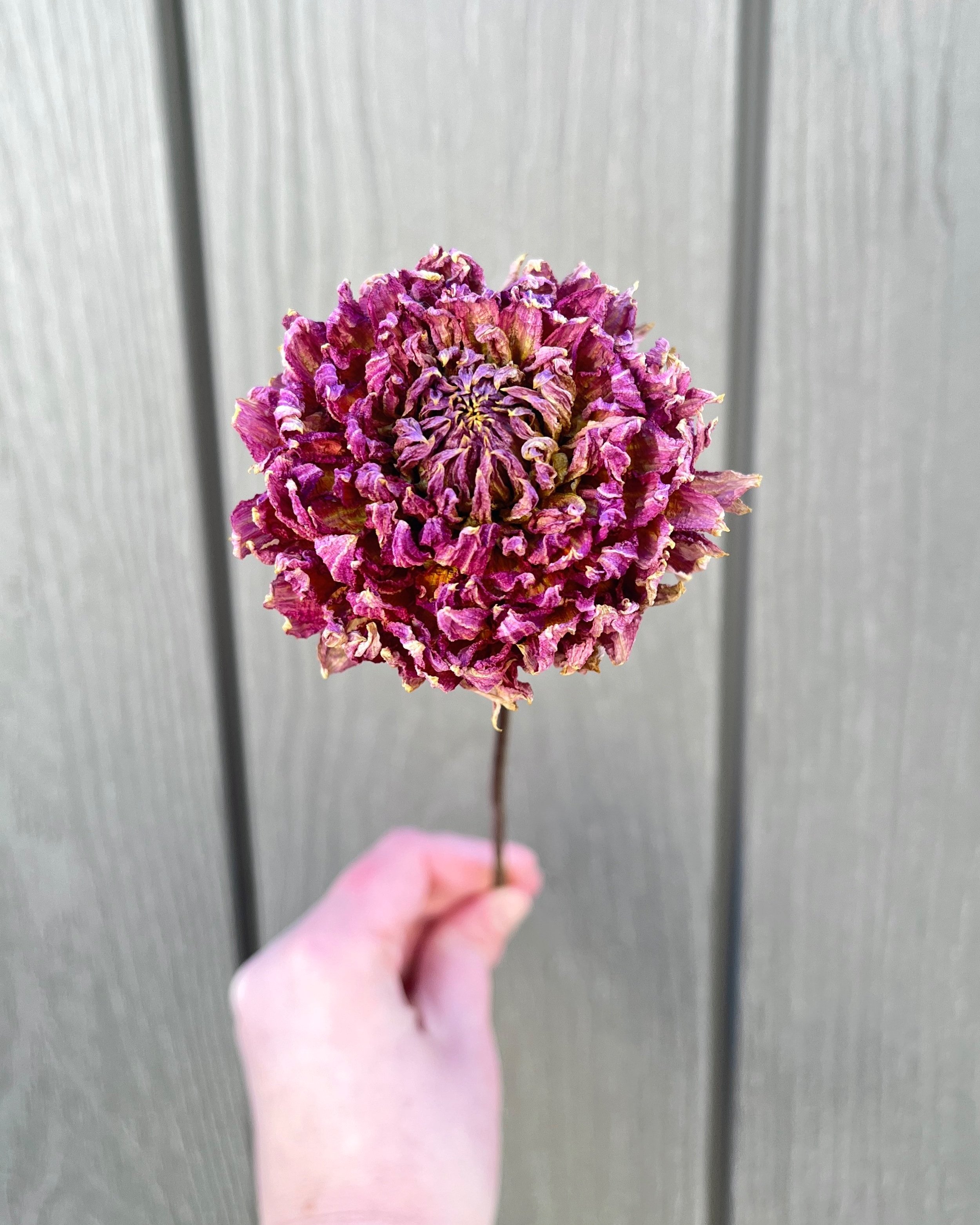 Purple Pink Dried Dahlia Flower