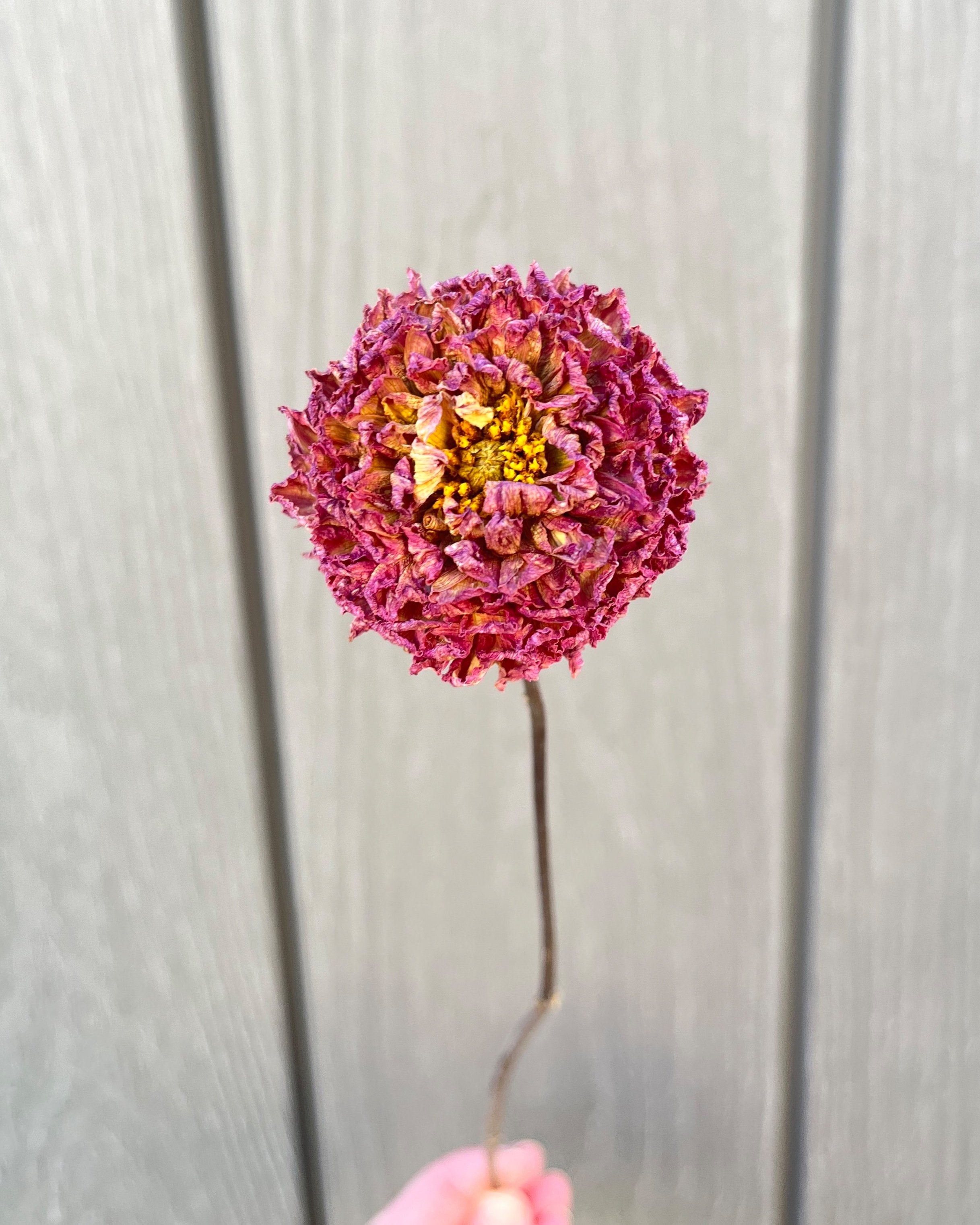 Purple Pink Dried Dahlia Flower