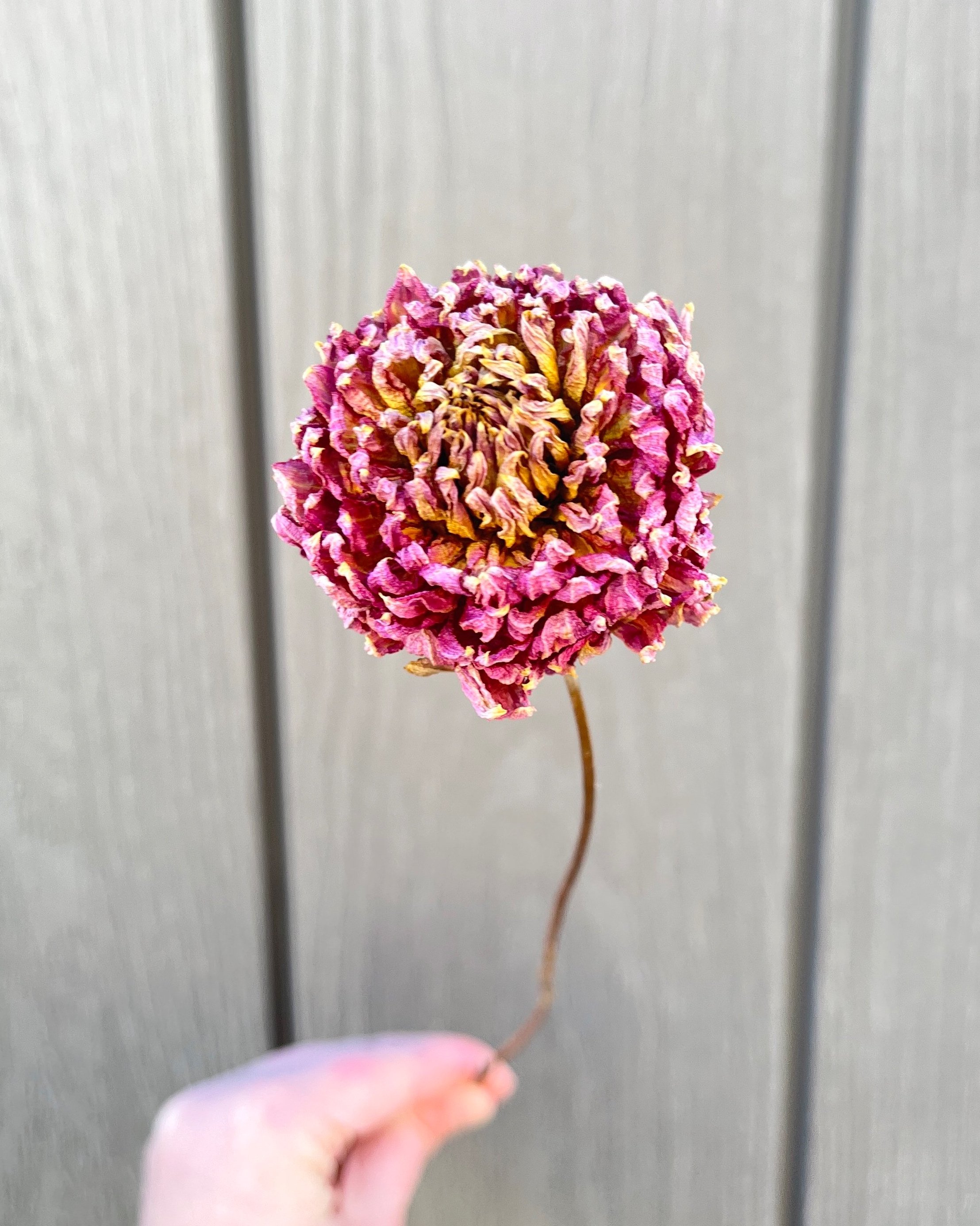 Purple Pink Dried Dahlia Flower