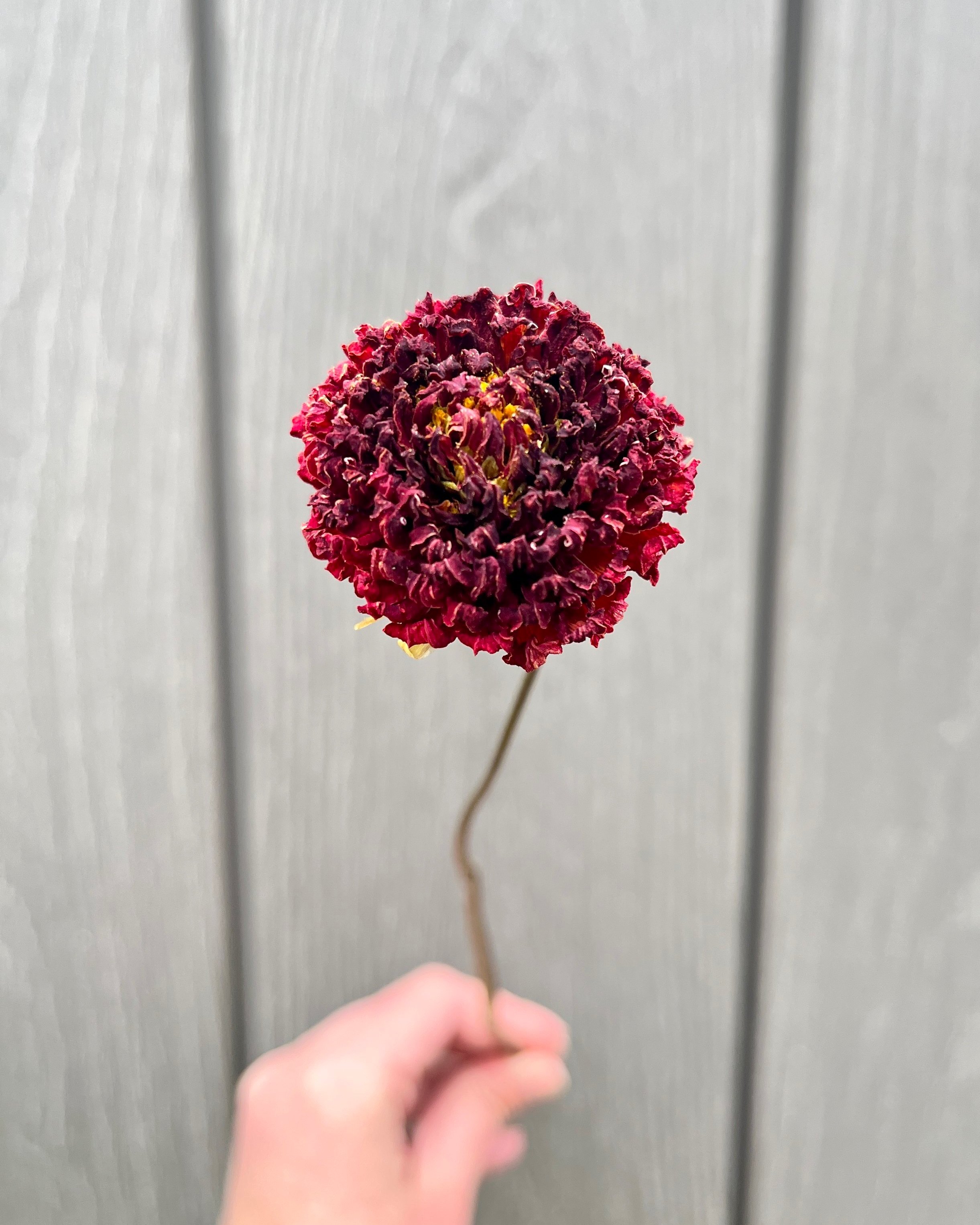 Red Dried Dahlia Flower