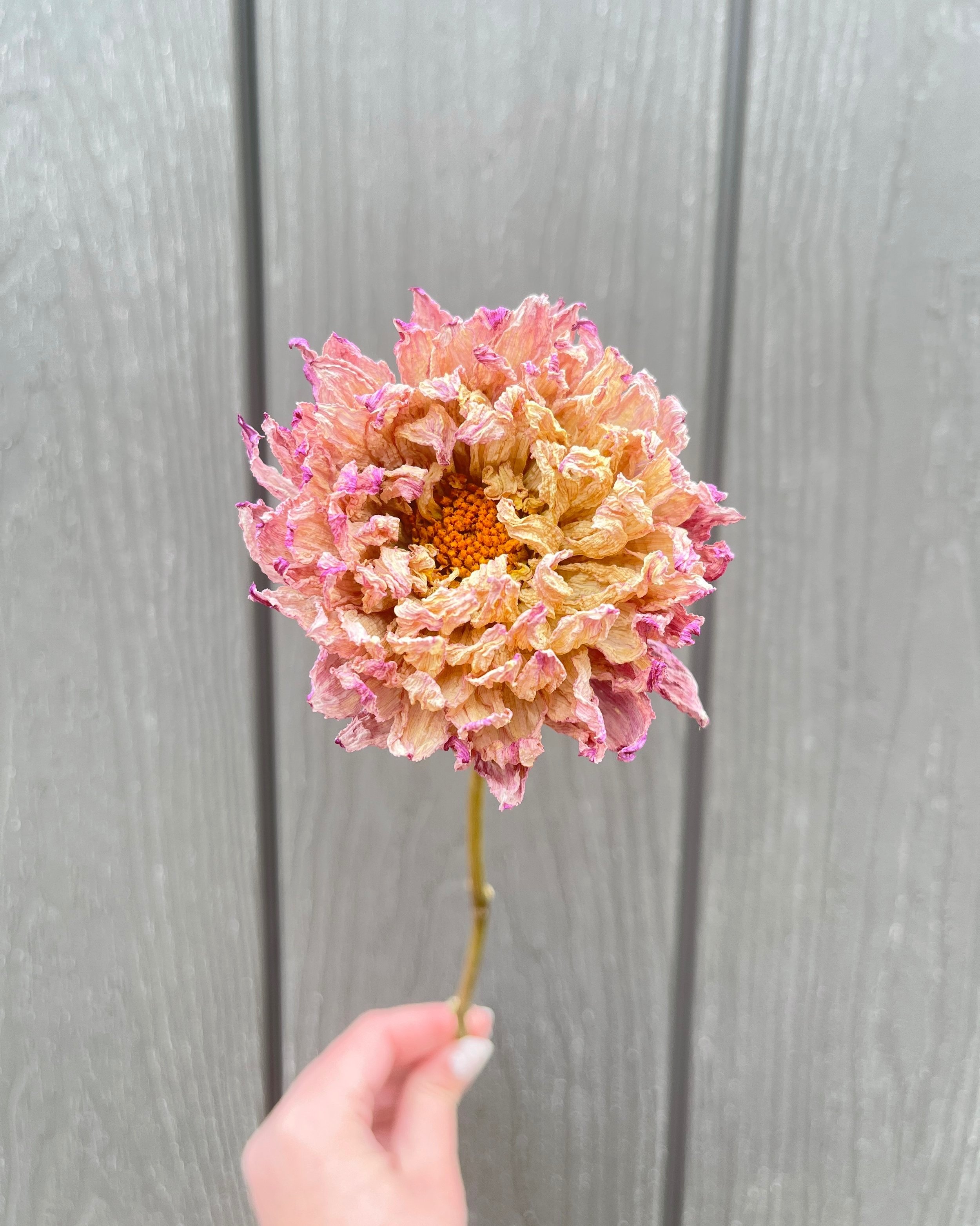 Pink Purple Dried Dahlia Flower