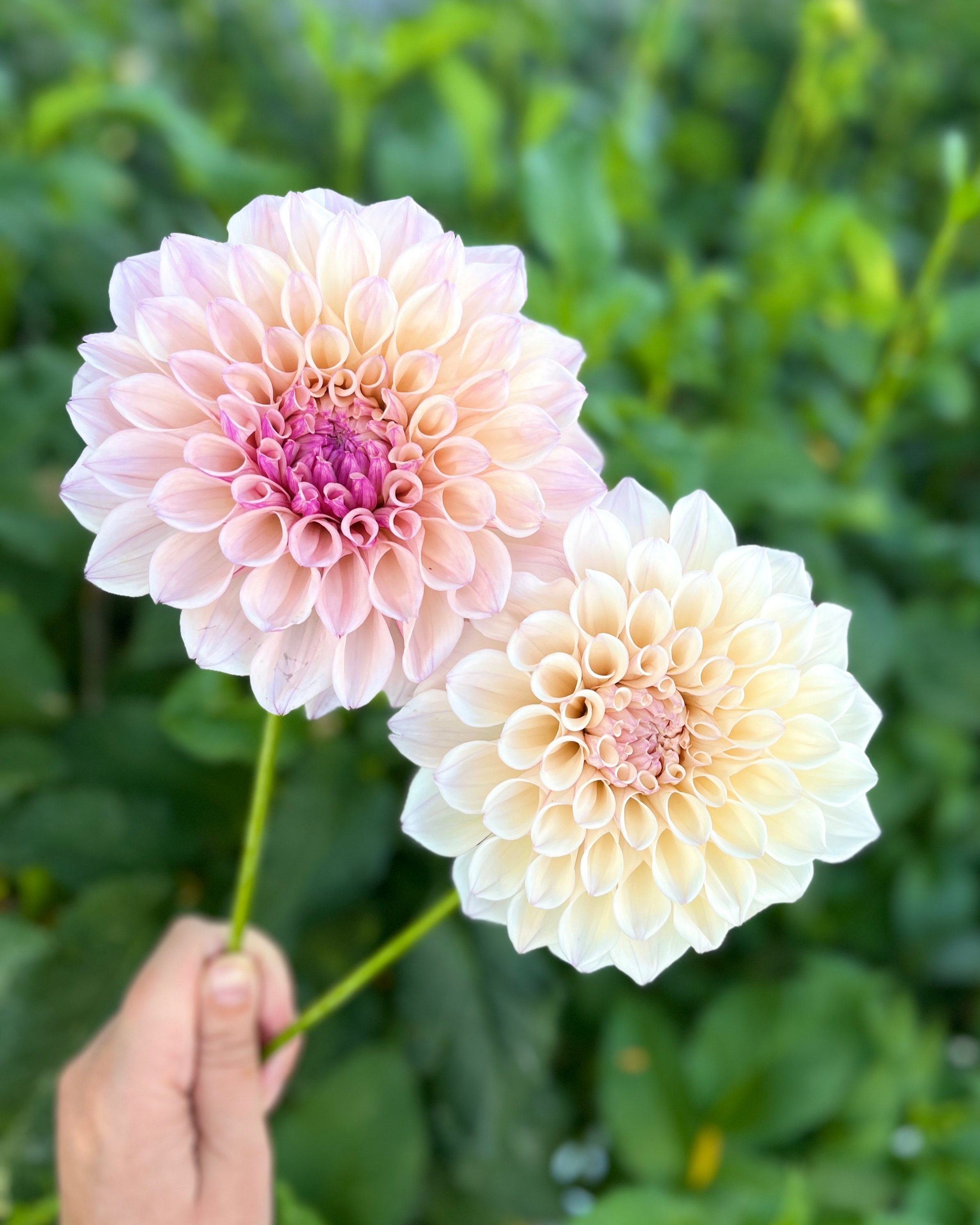 KA's™ Pearl: Soft Pink and Blush Dahlia Flower