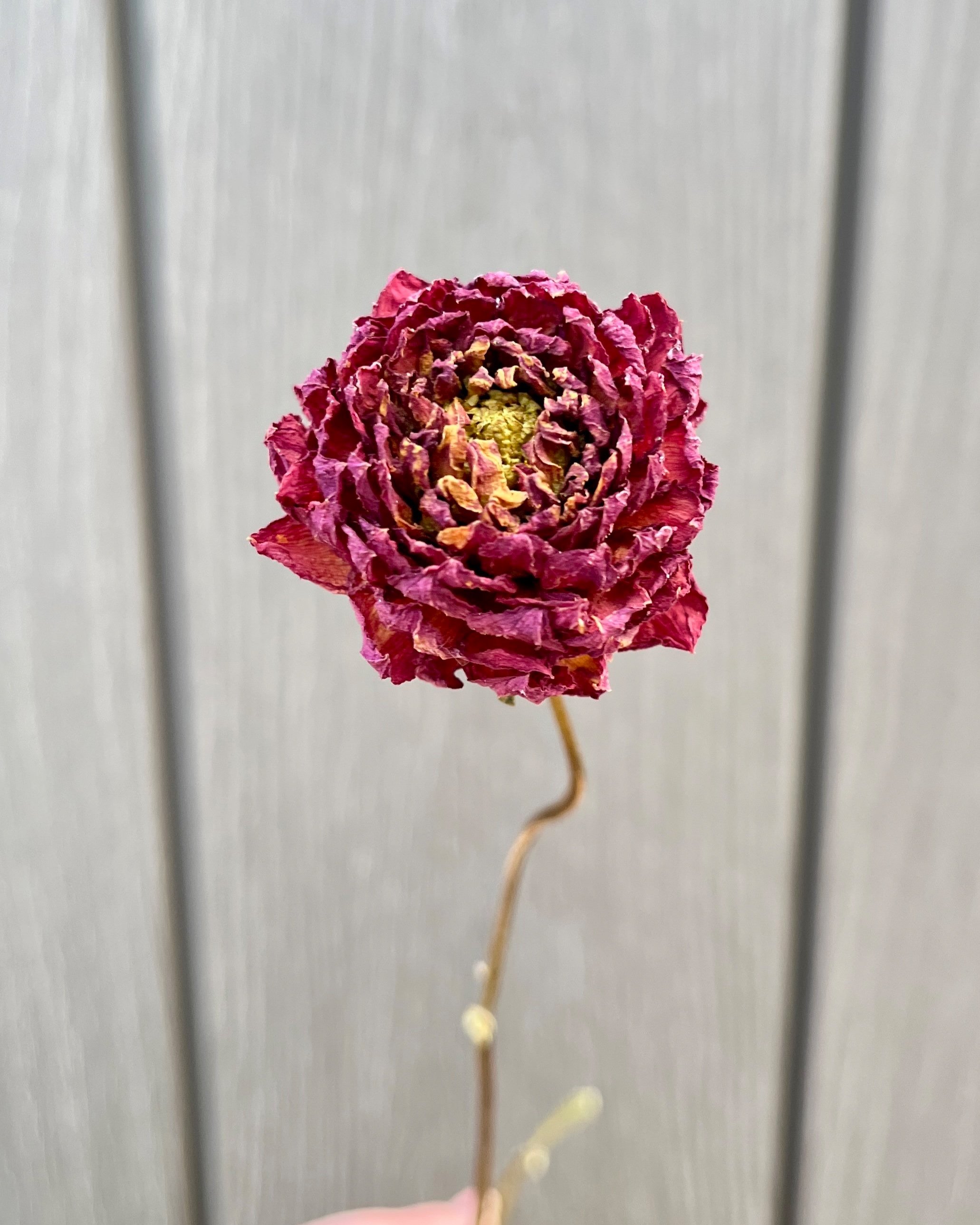 Dark Red Purple Burgundy Dried Dahlia Flower