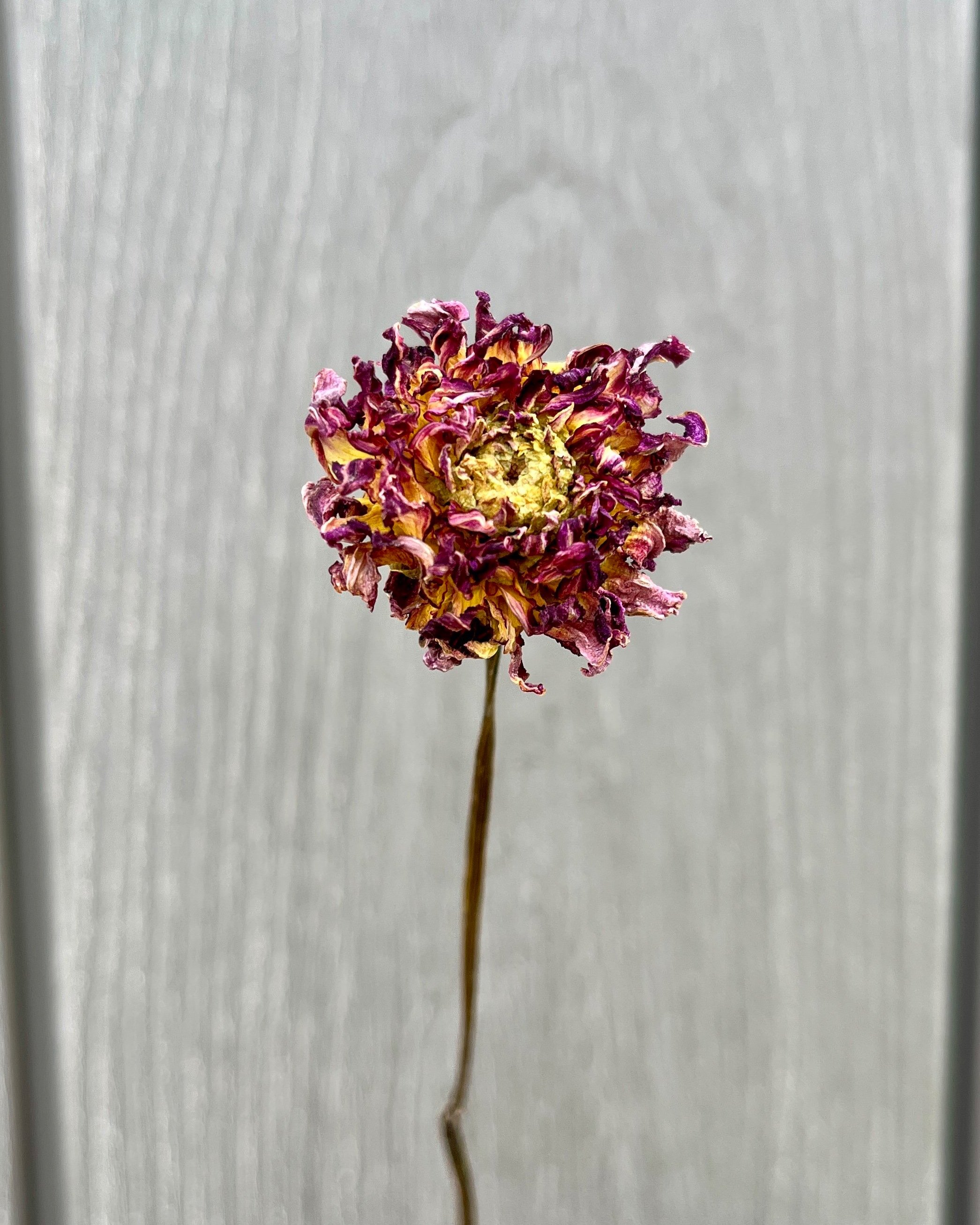 Purple Dried Dahlia Flower